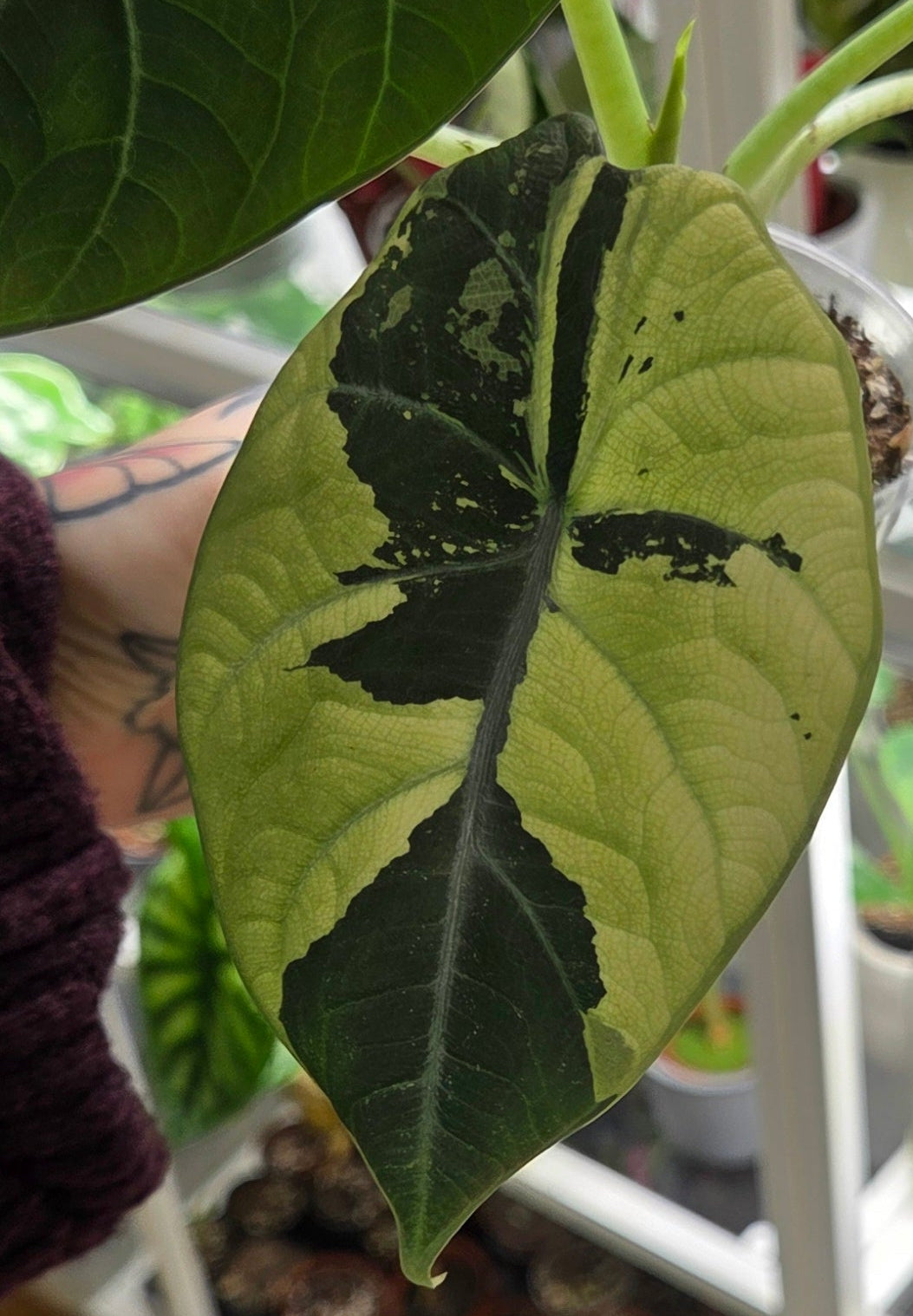 Alocasia 'Maharani' Albo Variegata