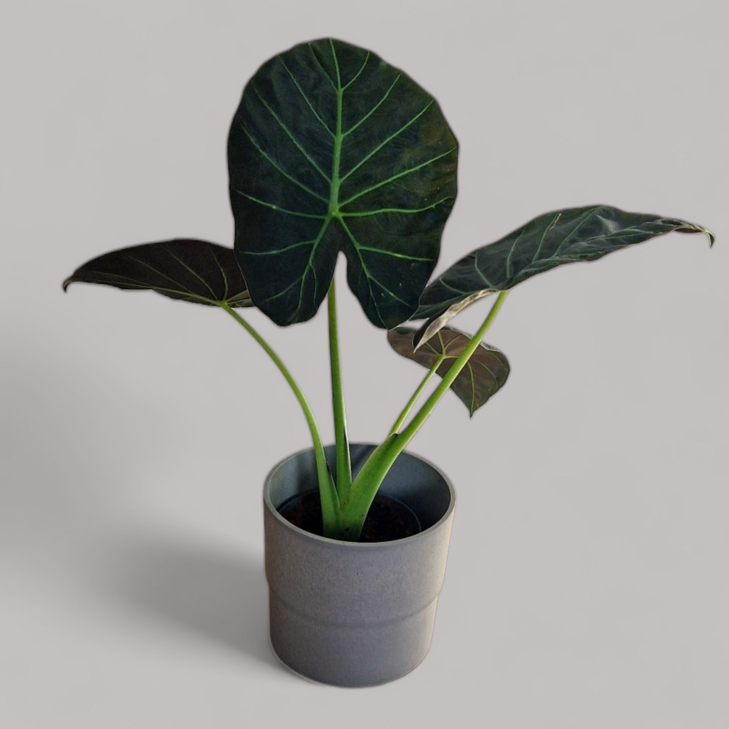 Alocasia 'Regal Shield'