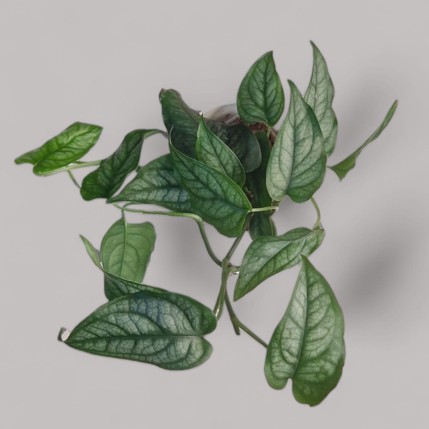 Monstera Siltepecana