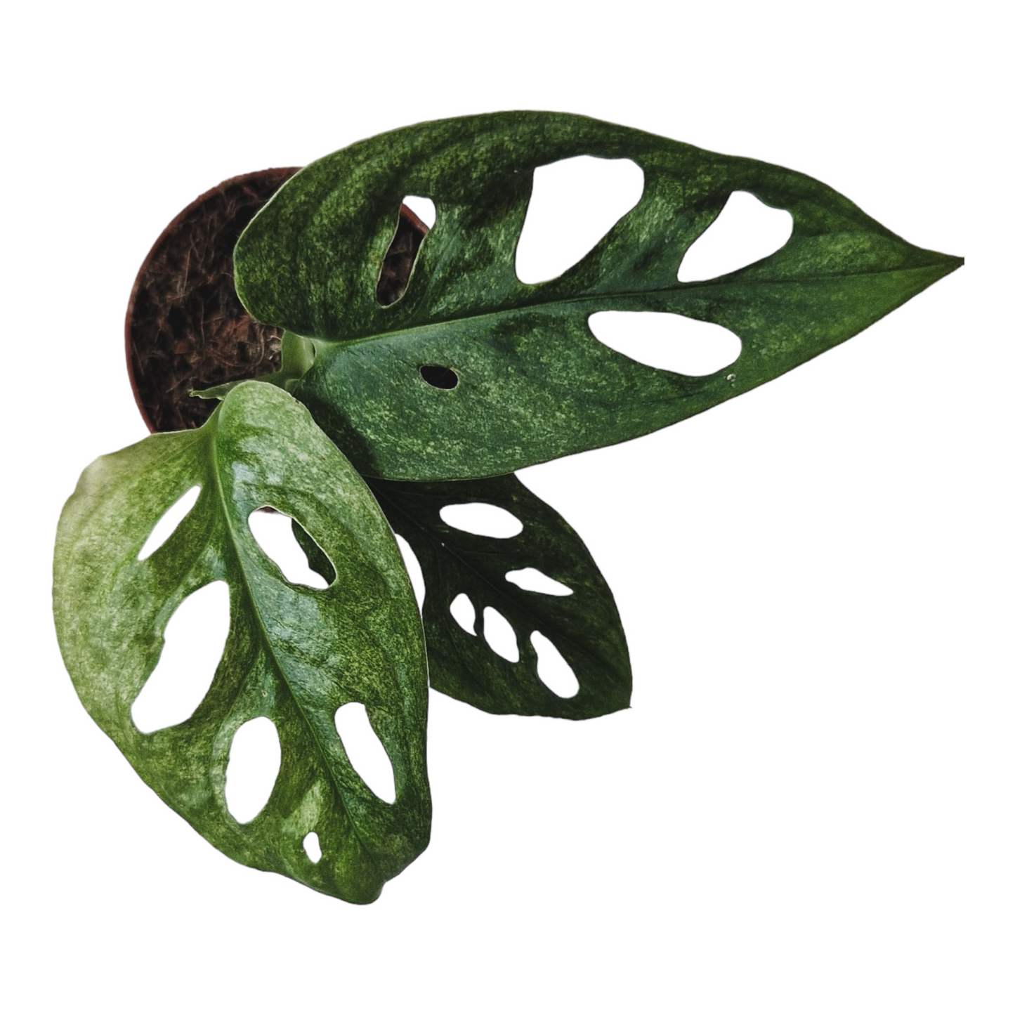 Monstera adansonii 'Mint'