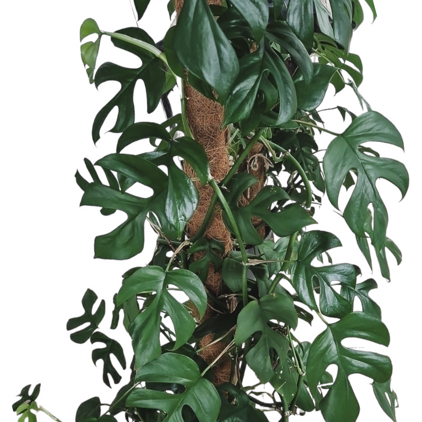 Rhaphidophora tetrasperma (Monstera minima)