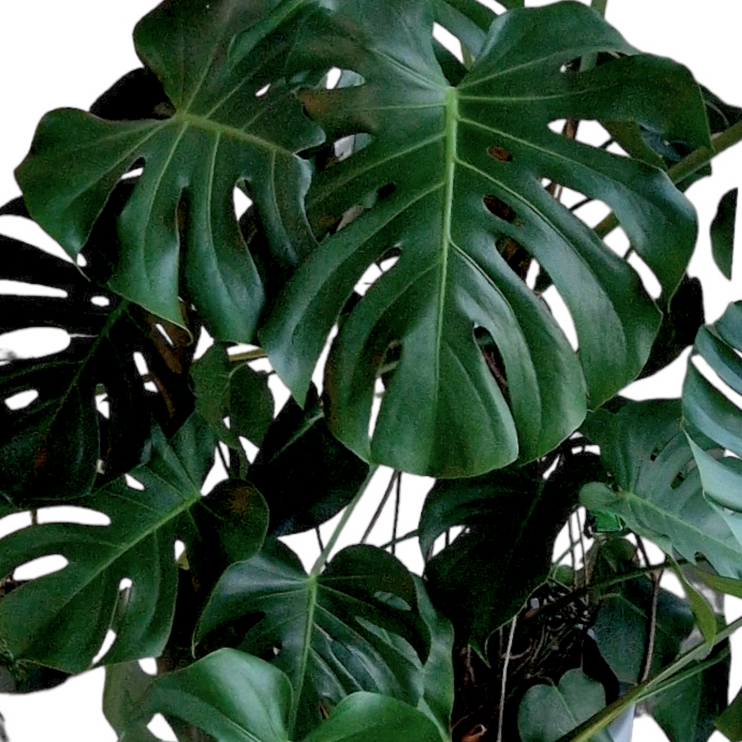 Monstera Deliciosa
