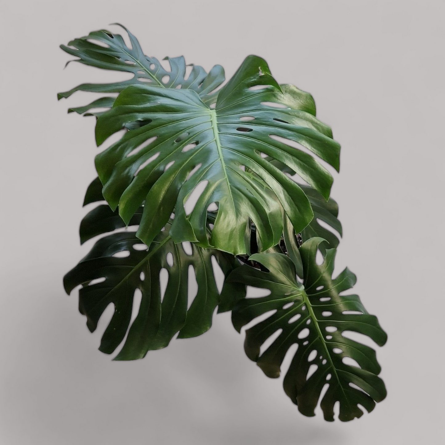Monstera Deliciosa
