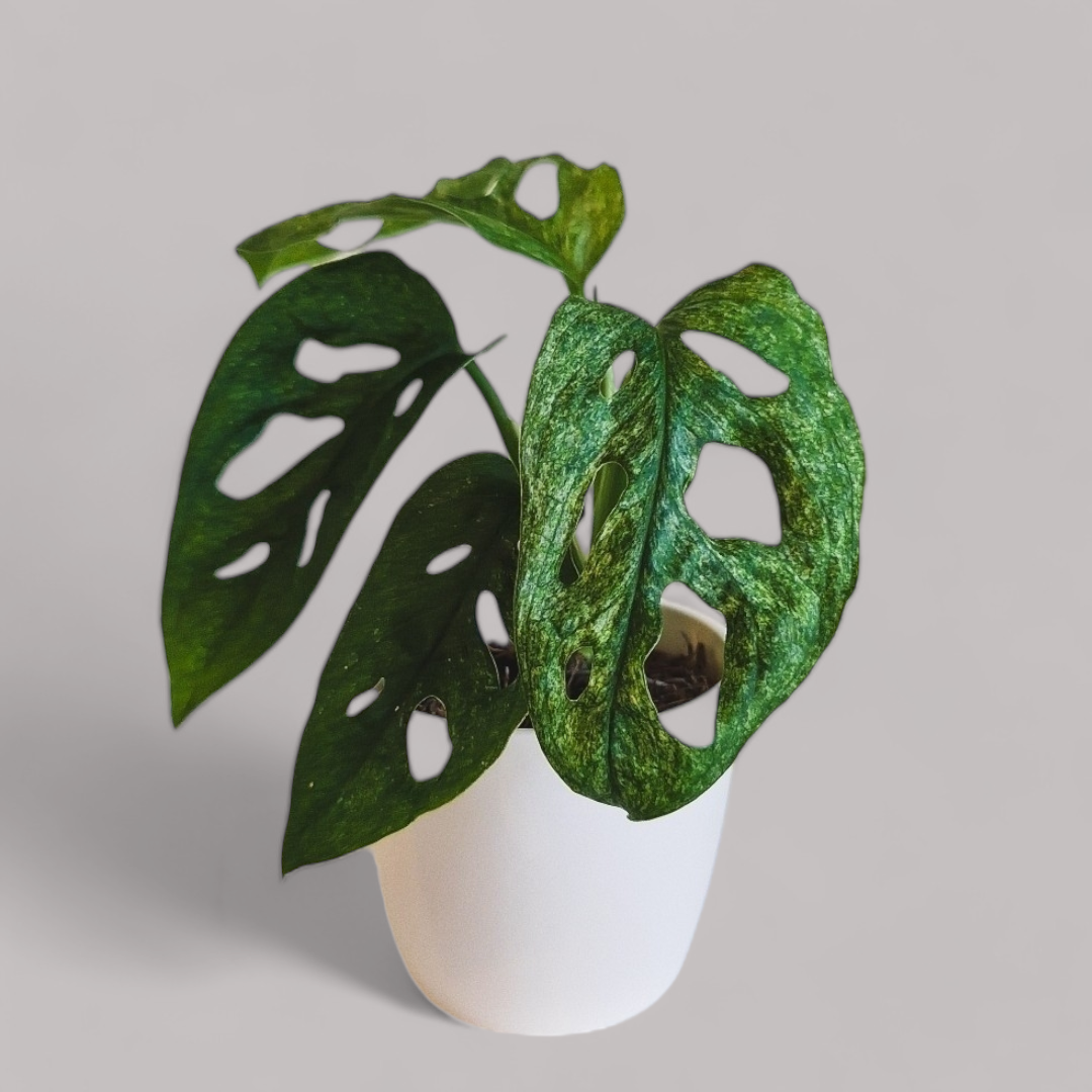 Monstera adansonii 'Mint'