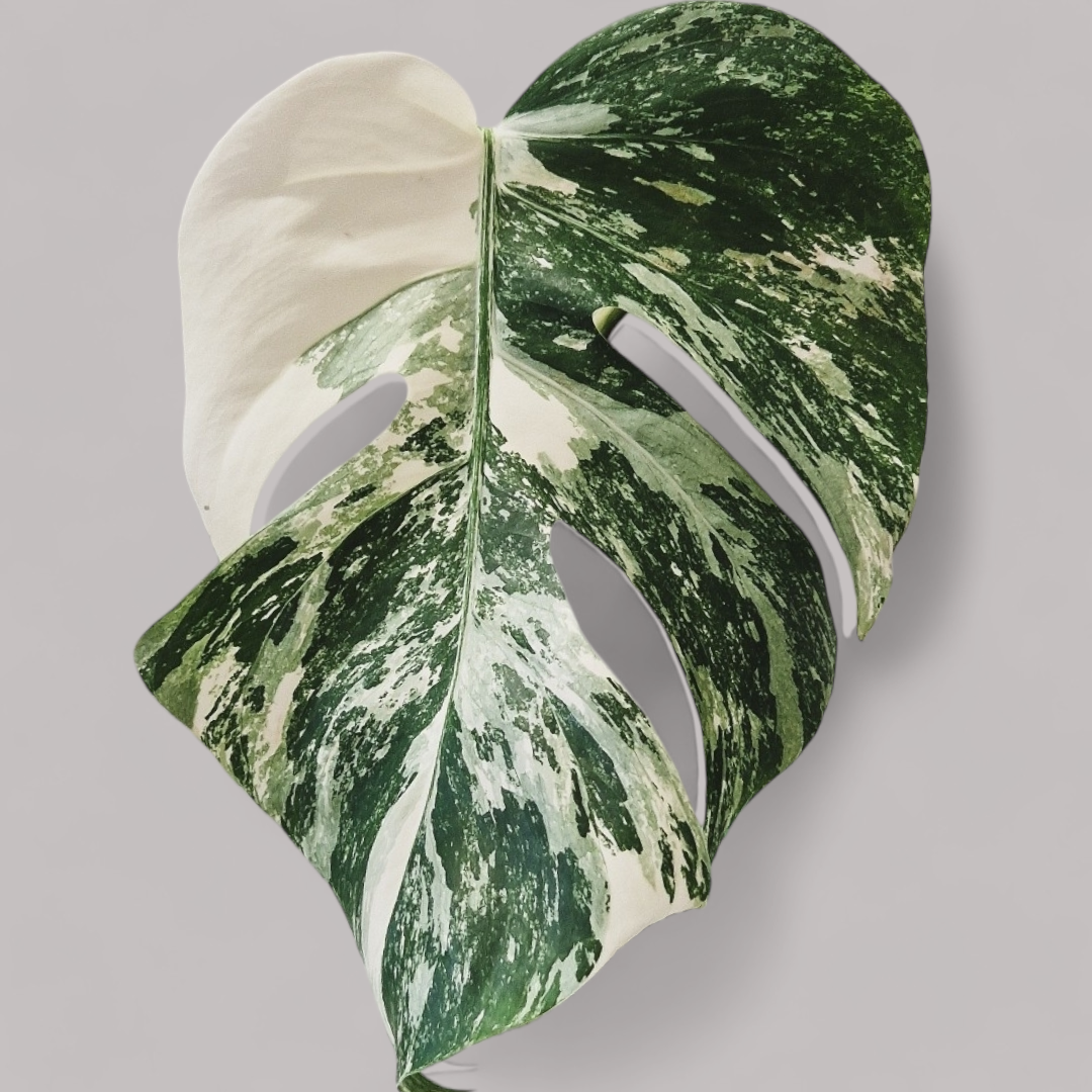 Monstera Deliciosa Albo Variegata