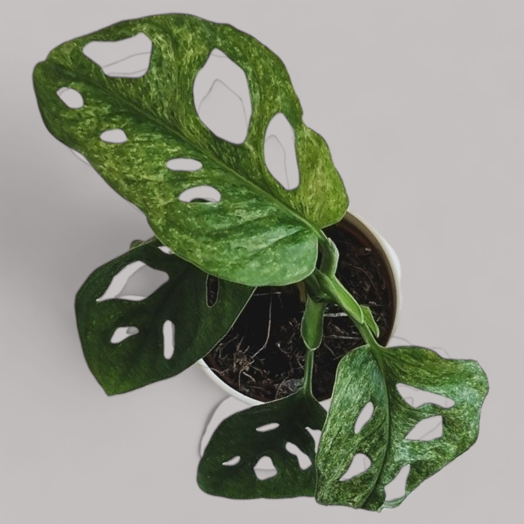 Monstera adansonii 'Mint'
