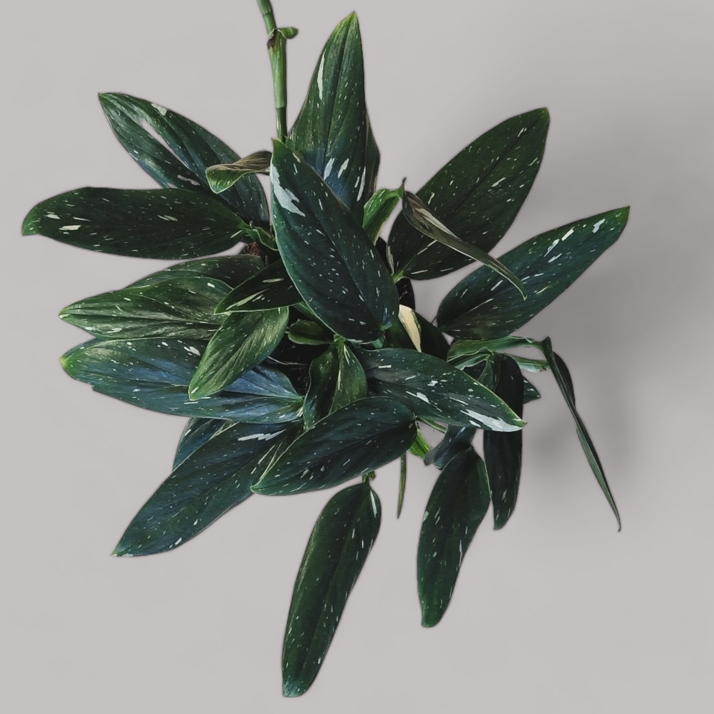 Monstera standleyana Albo Variegata