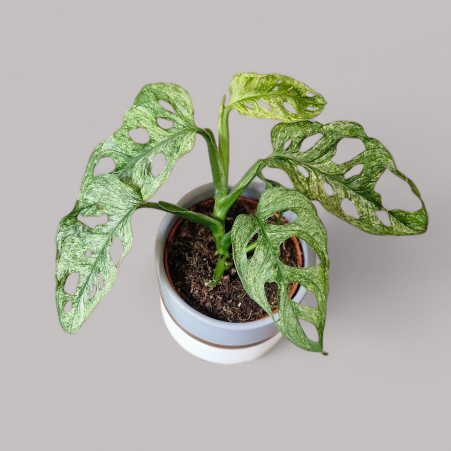 Monstera adansonii 'Mint'