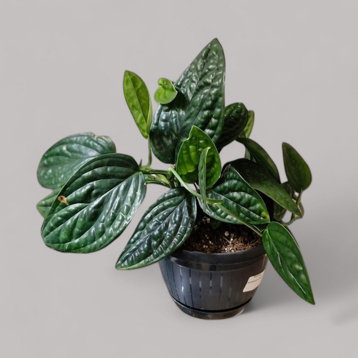 Monstera Karstenianum Peru