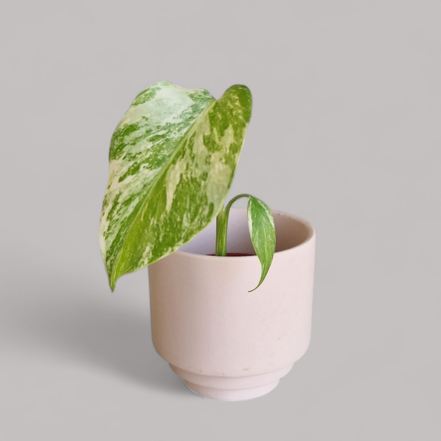 Monstera Deliciosa Albo Variegata