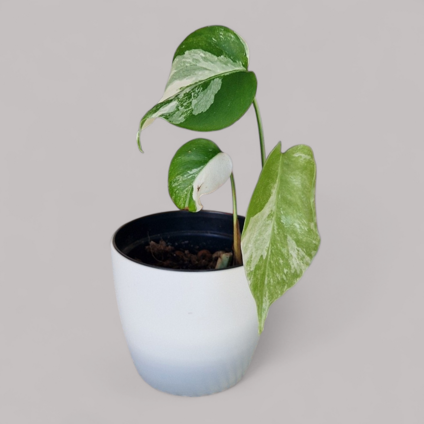 Monstera Deliciosa Albo Variegata