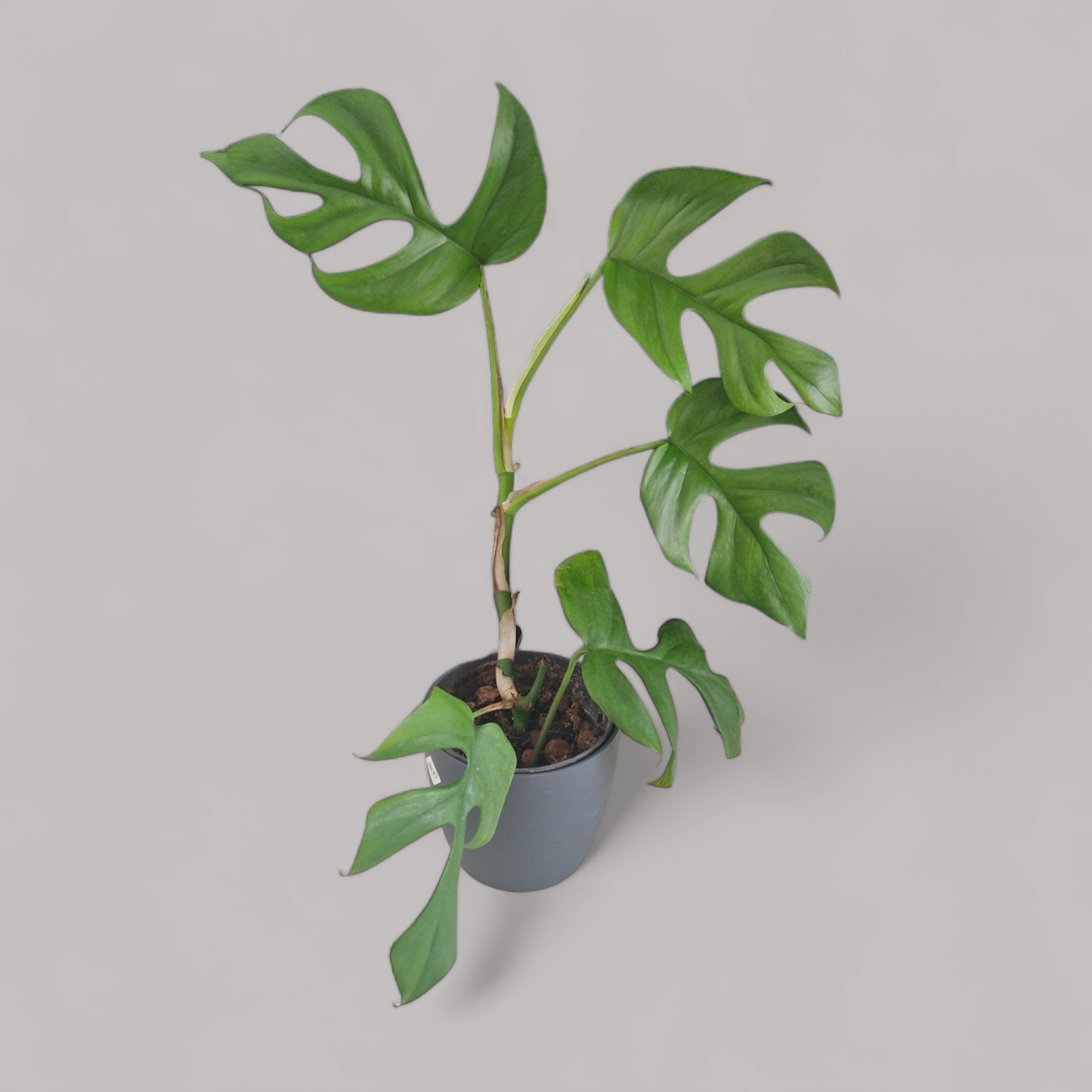 Rhaphidophora tetrasperma (Monstera minima)