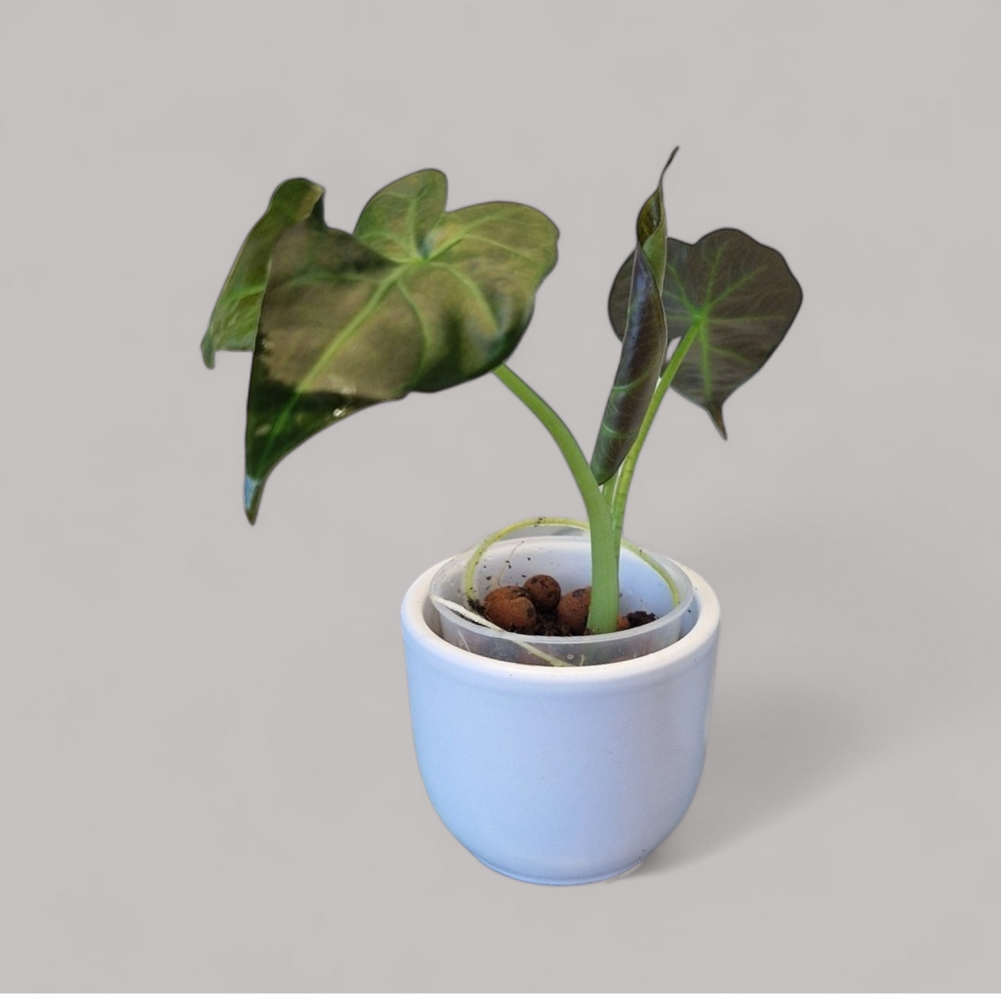 Alocasia 'Regal Shield'