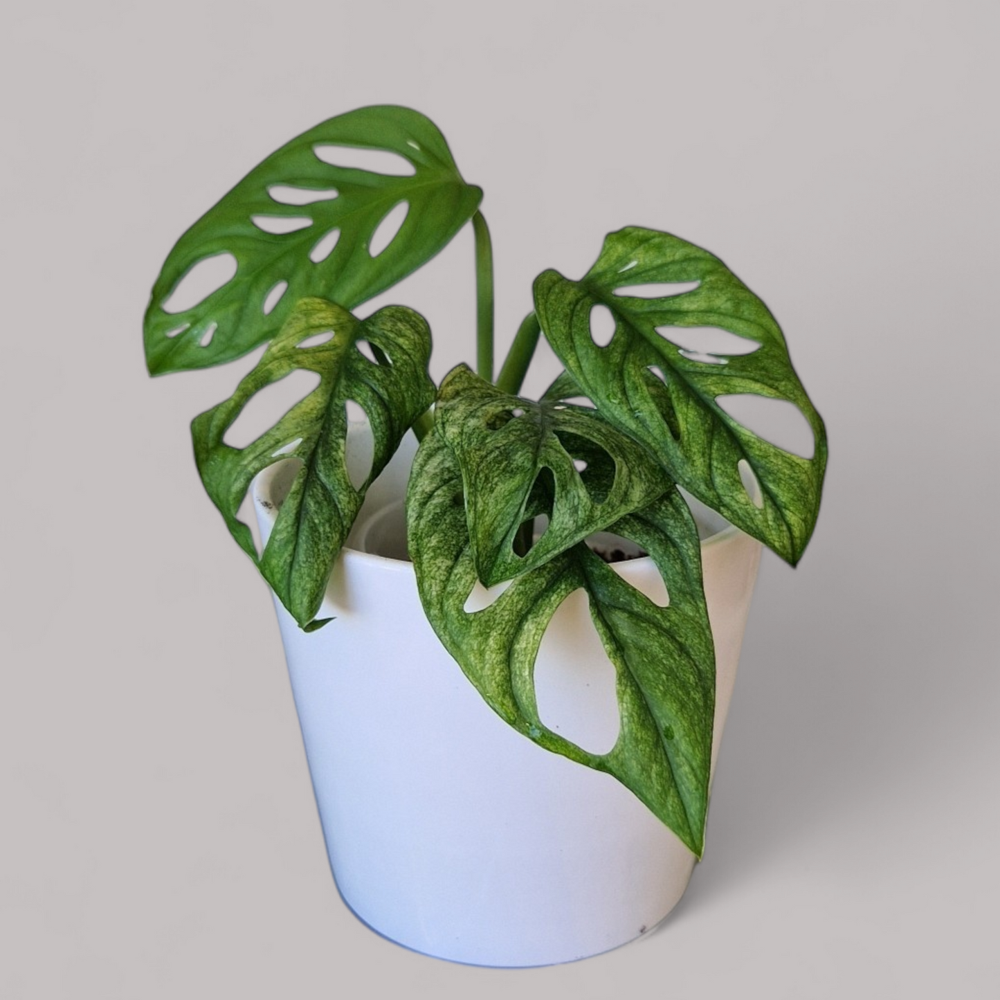 Monstera Adansonii Archipelago 'swedish ghost'