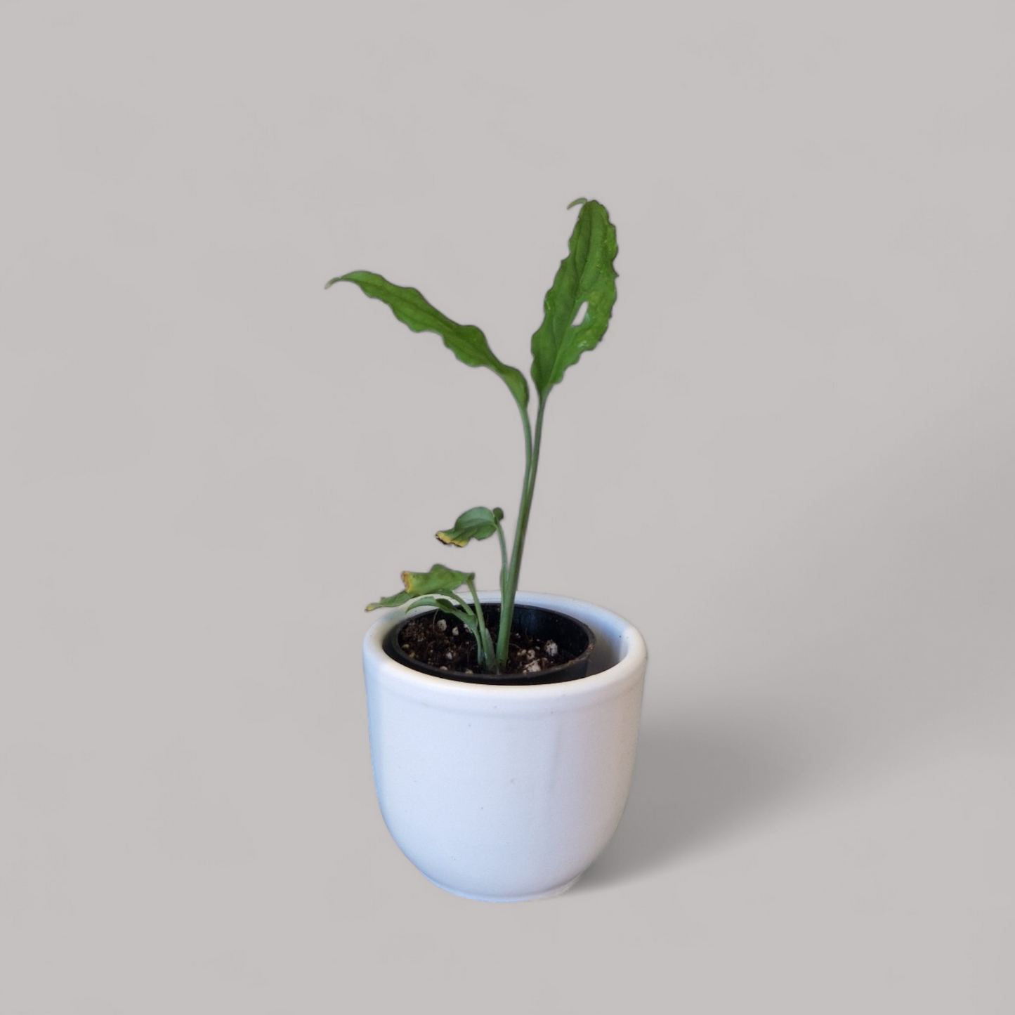 Monstera Obliqua 'Peru'