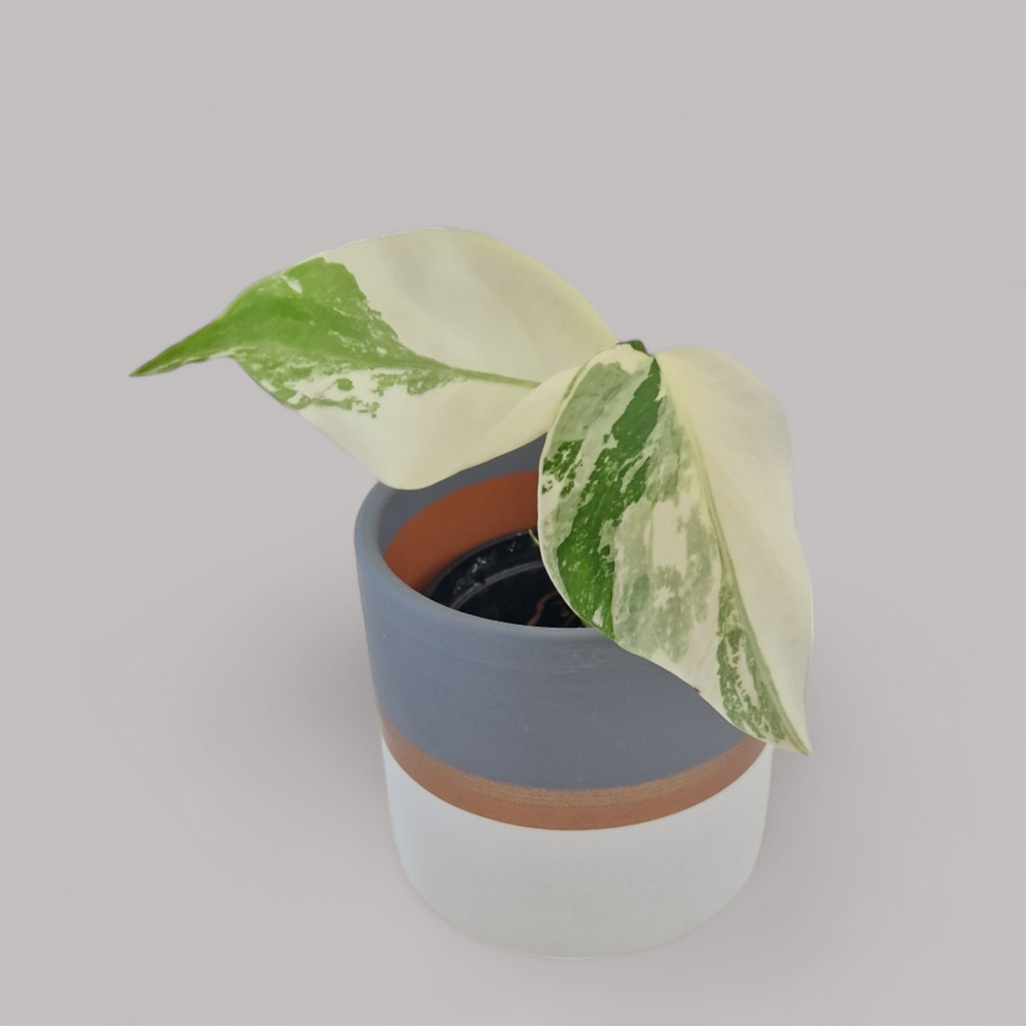 Monstera Deliciosa Albo Variegata