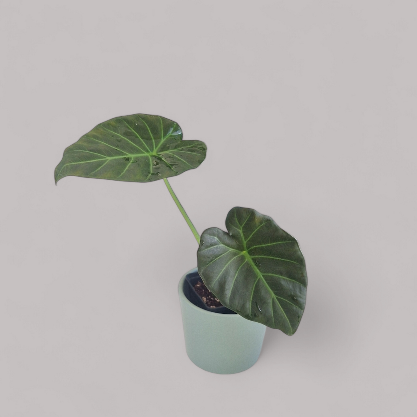 Alocasia 'Regal Shield'