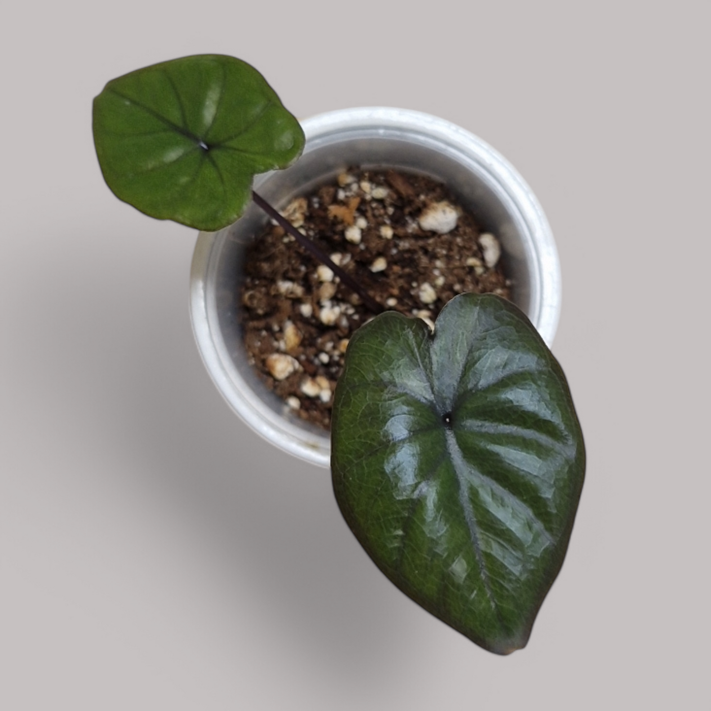 Alocasia 'Chocolate Green'