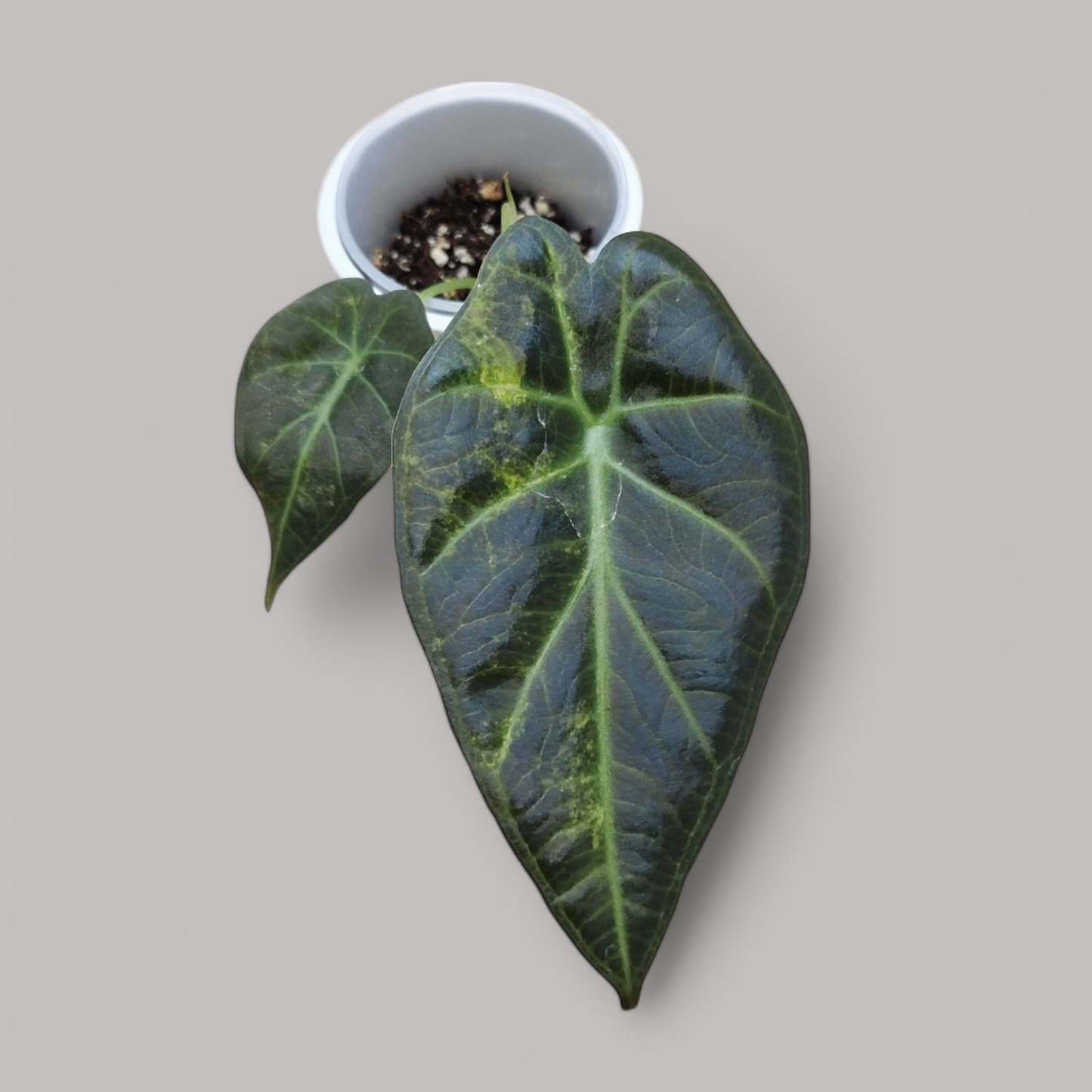 Alocasia 'Regal Shield' Aurea Variegata