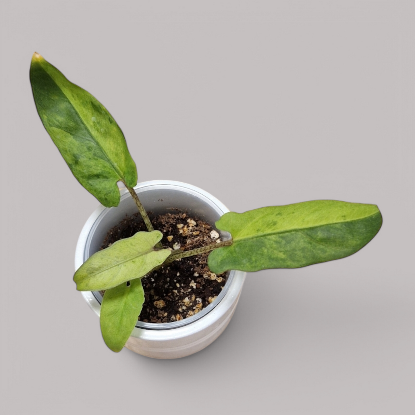 Alocasia Lauterbachiana Variegata