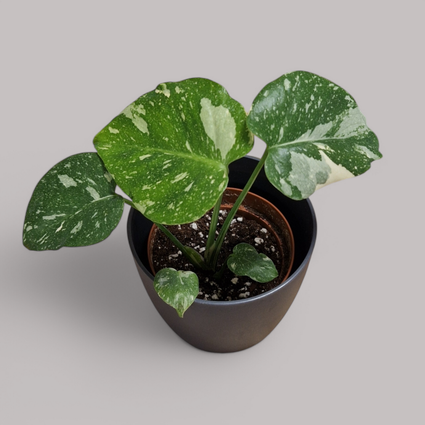 Monstera 'Thai Constellation'
