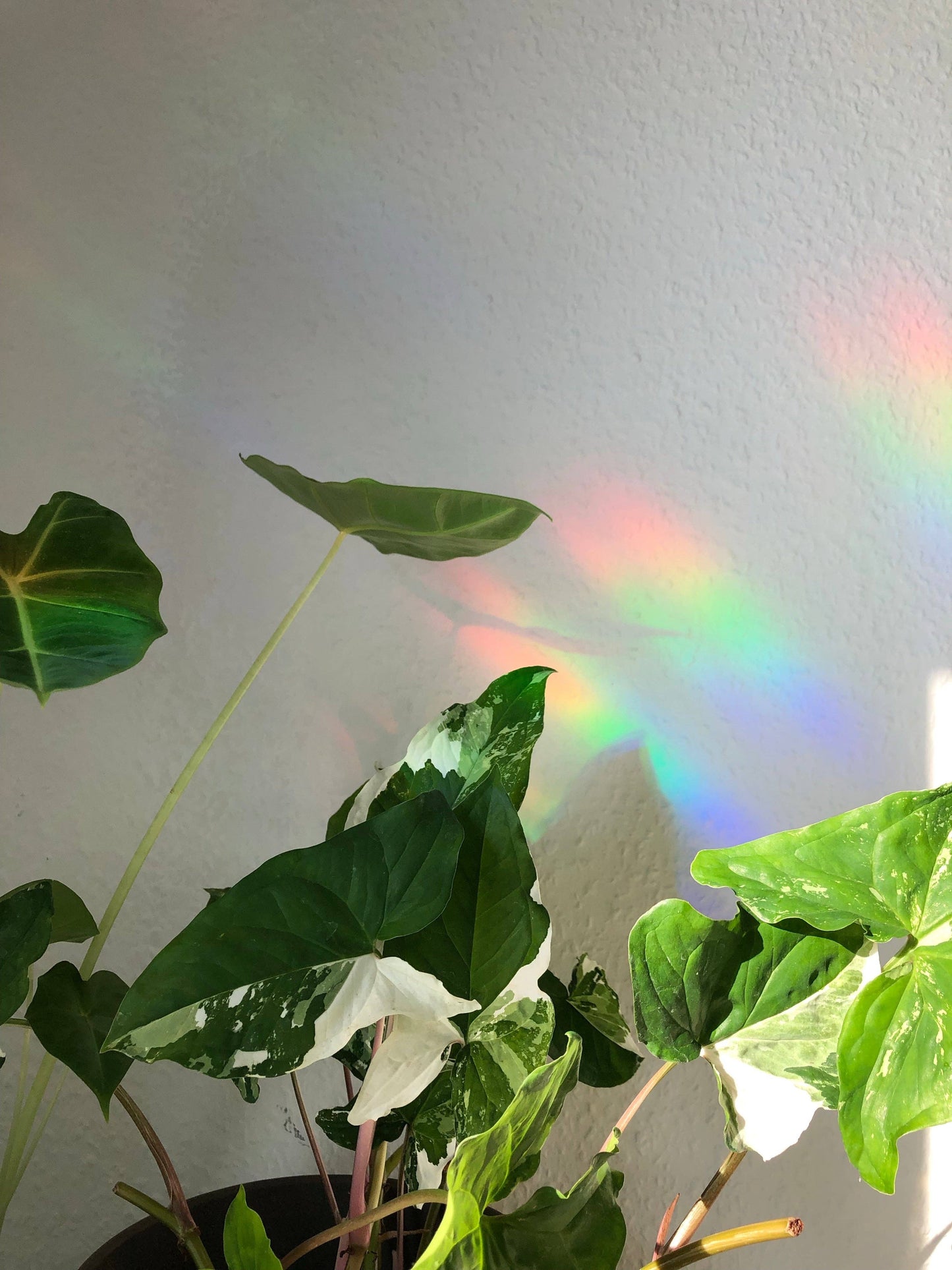 Suncatcher - Monstera deliciosa mit Katze