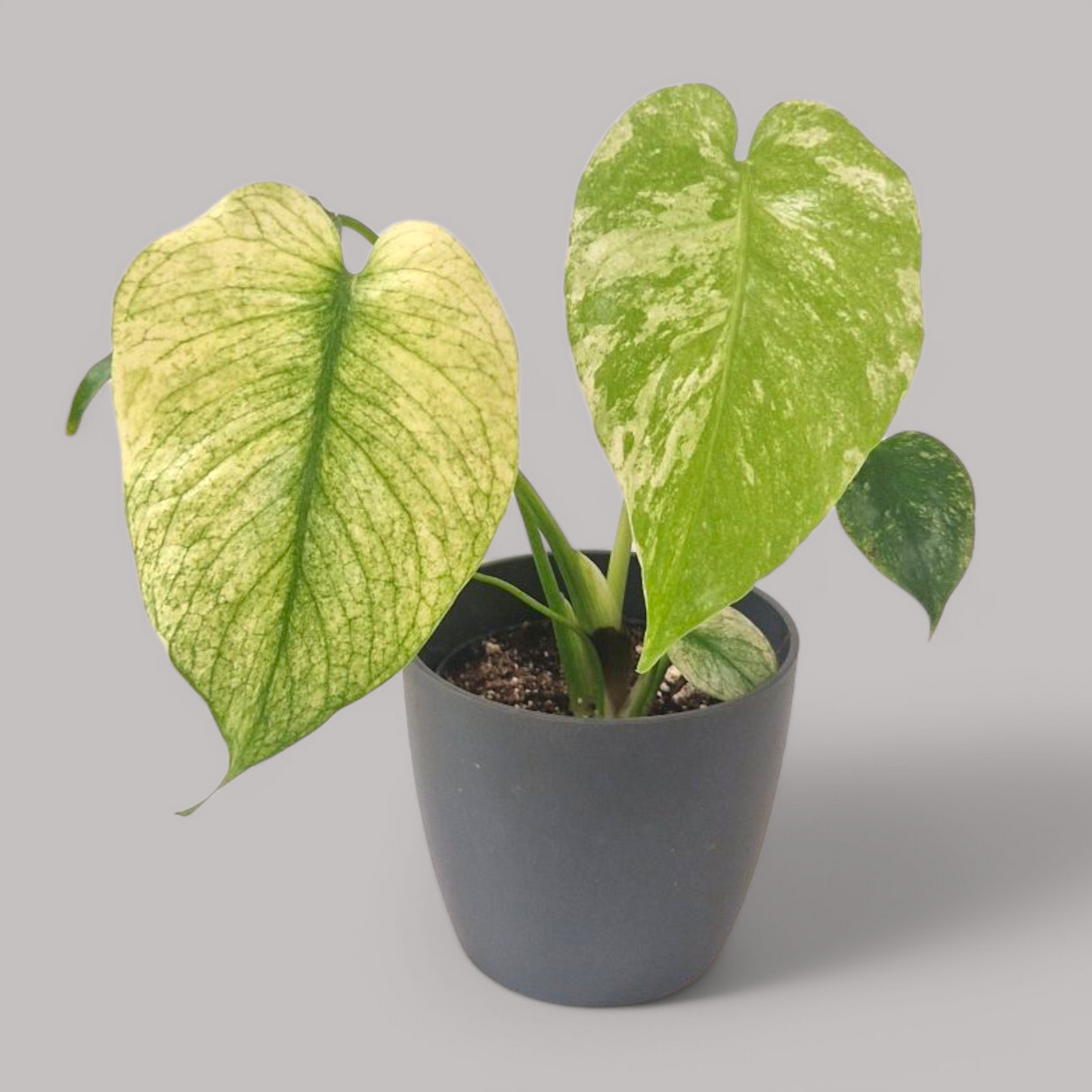 Monstera Deliciosa Mint Variegata