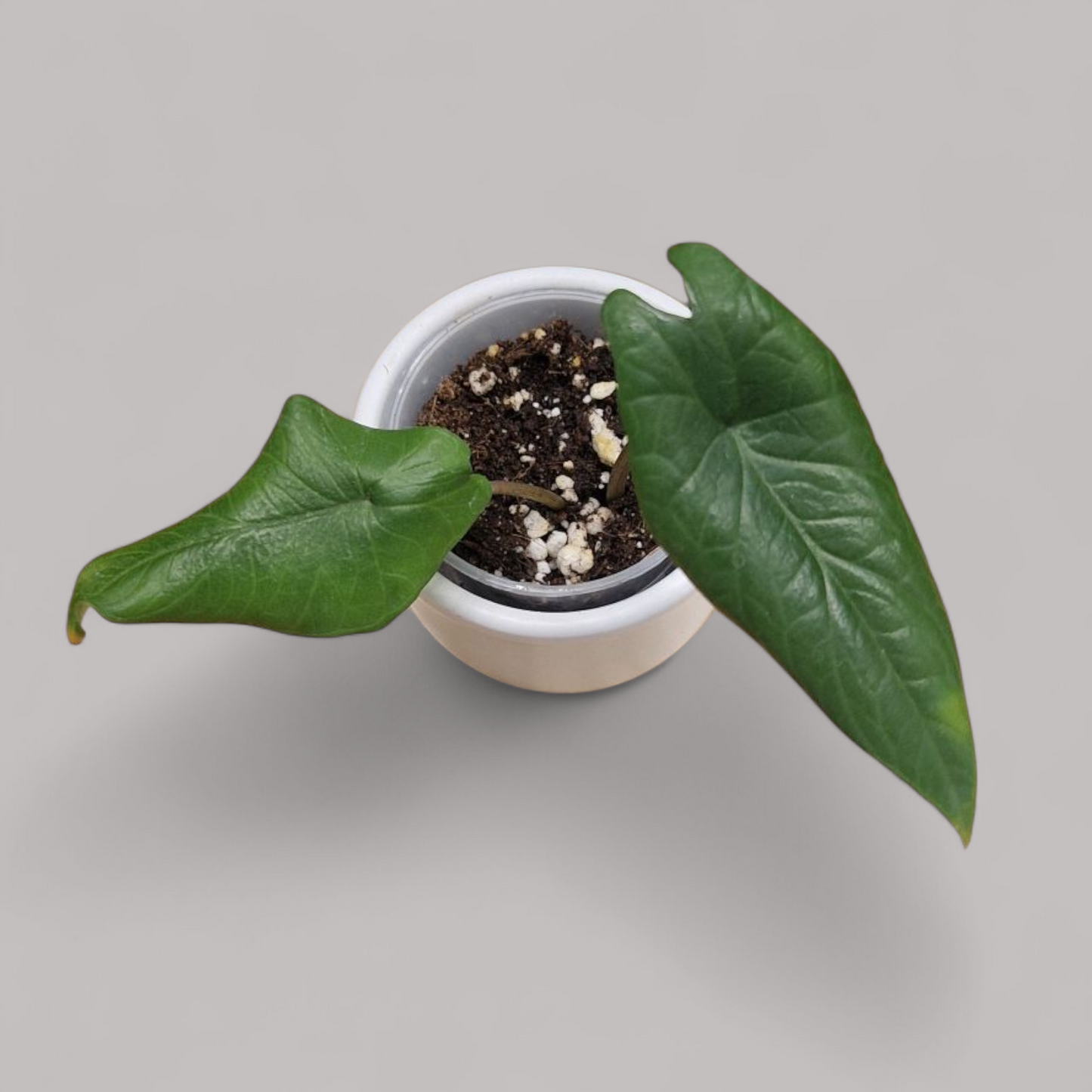 Alocasia Scalprum
