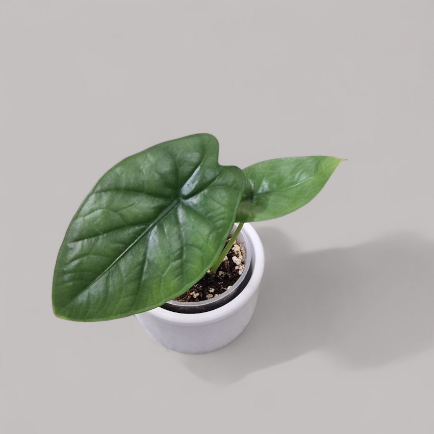 Alocasia 'Lukiwan'