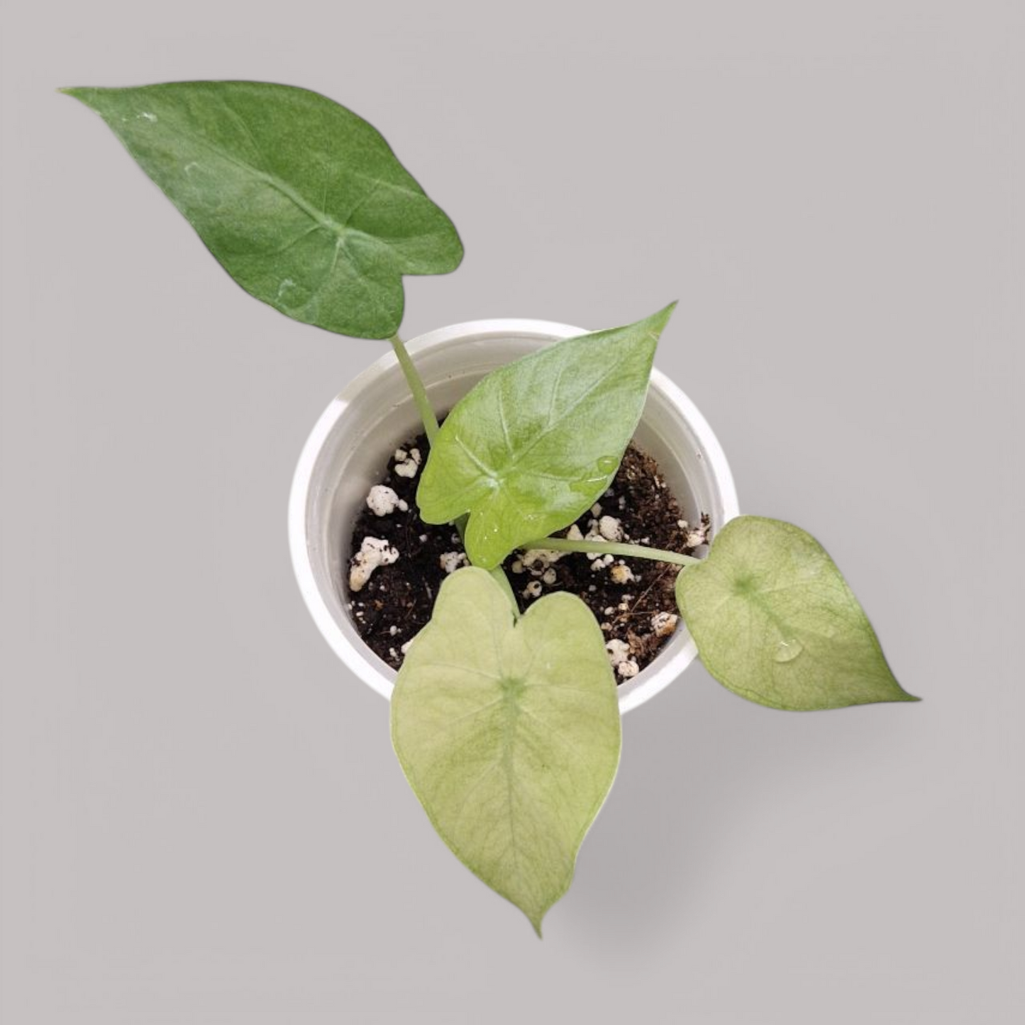 Alocasia Gageana Ghost