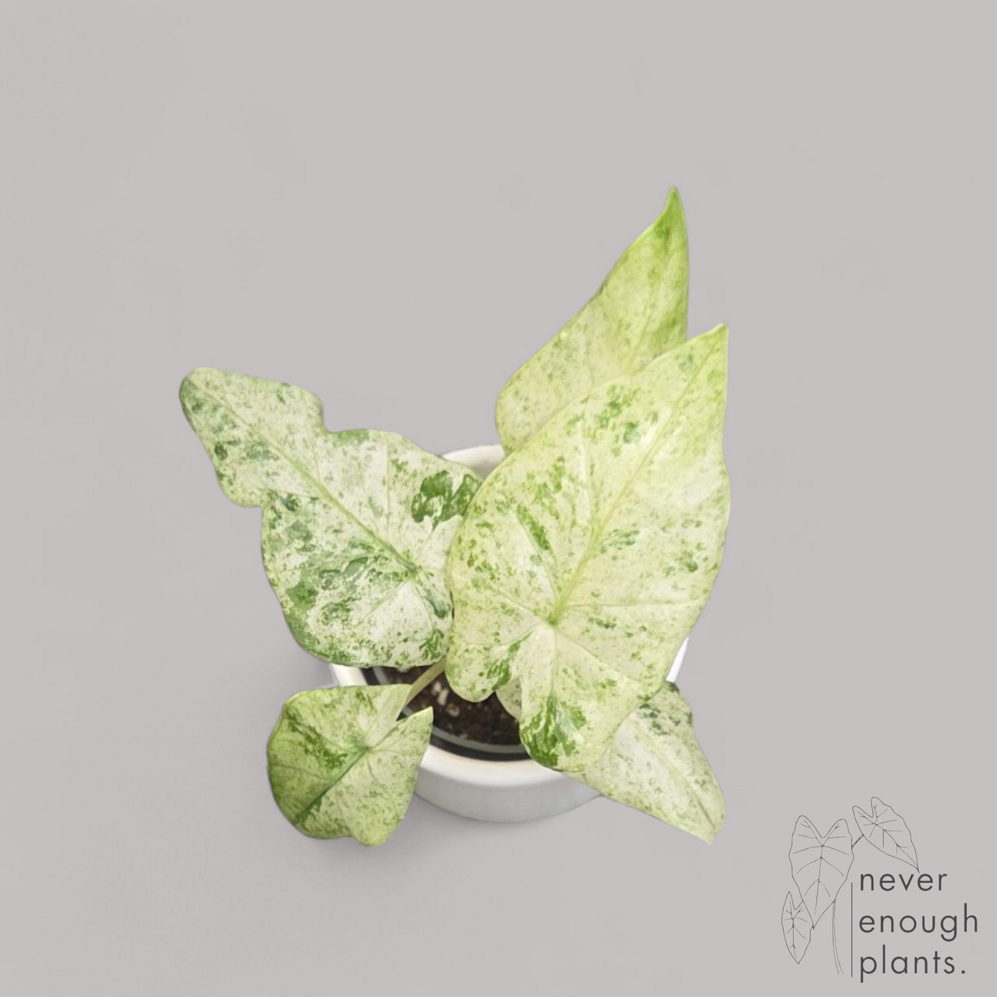 Alocasia Odora 'Batik'