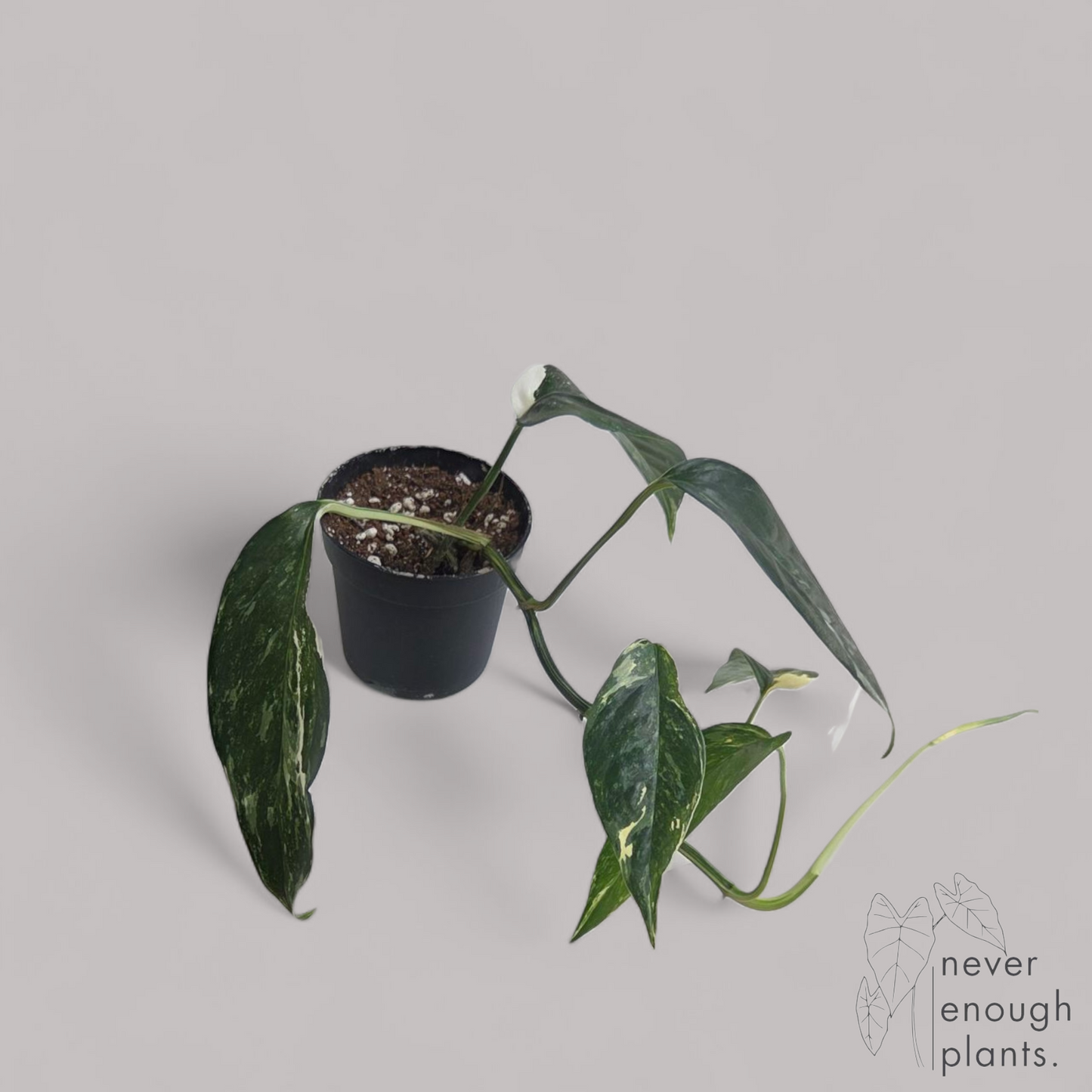 Epipremnum pinnatum albo variegata