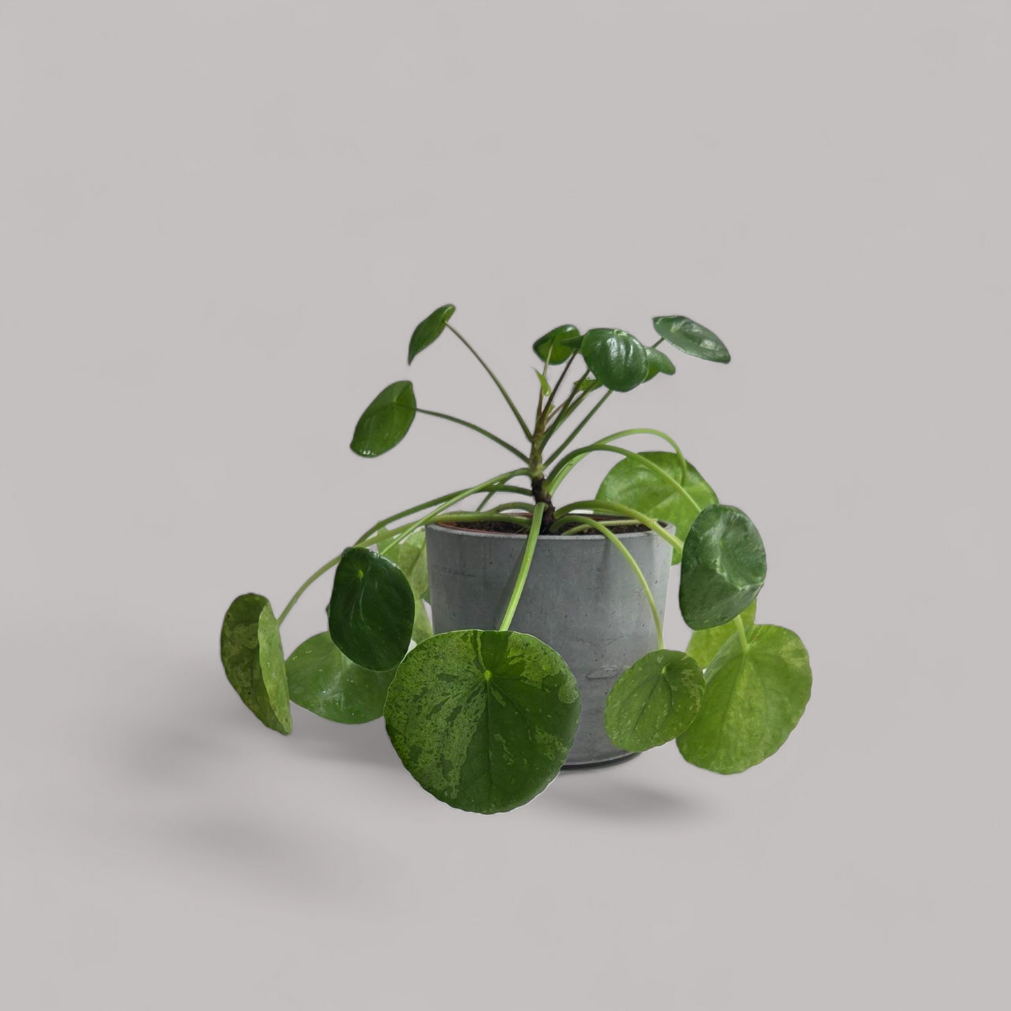 Pilea Peperomioides 'Mojito'