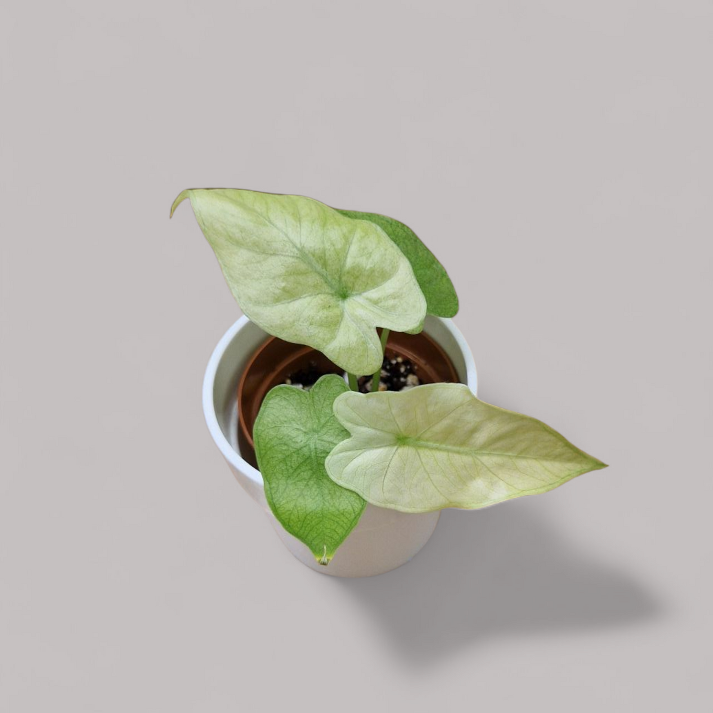 Alocasia Gageana Ghost