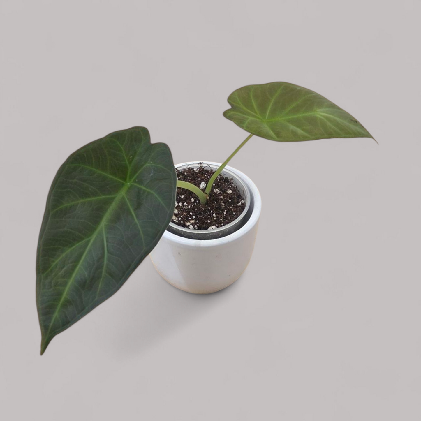 Alocasia 'Regal Shield'