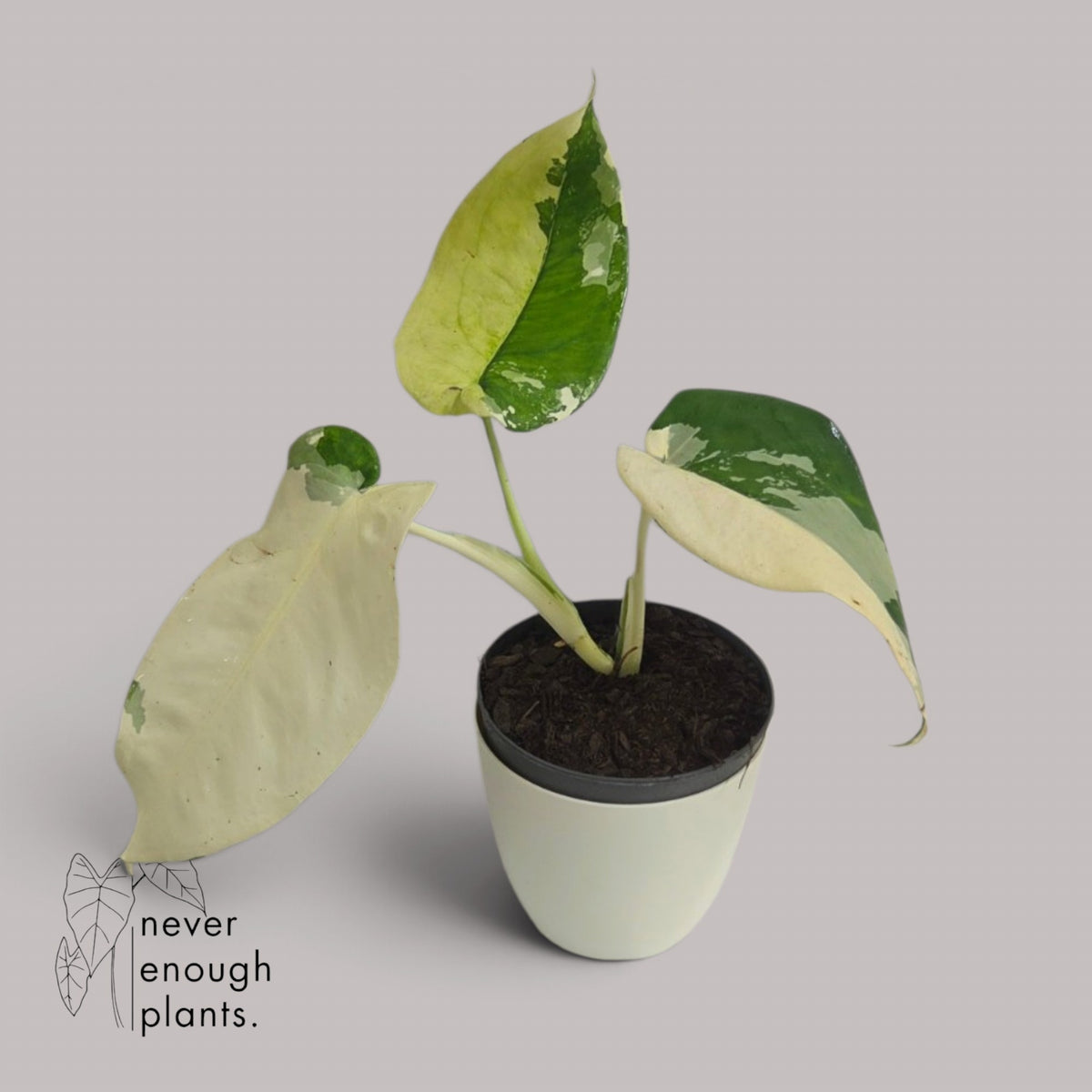 Syngonium Chiapense Variegata