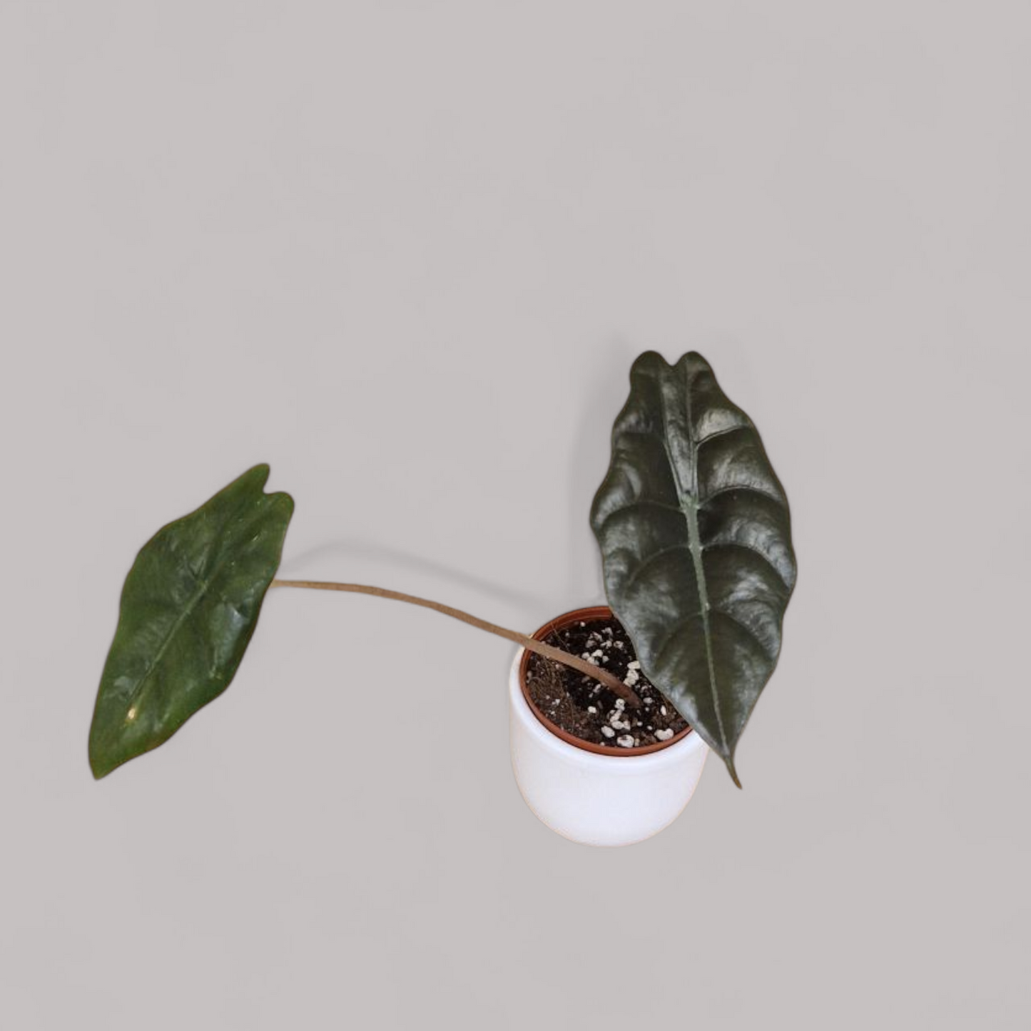sad plant sale