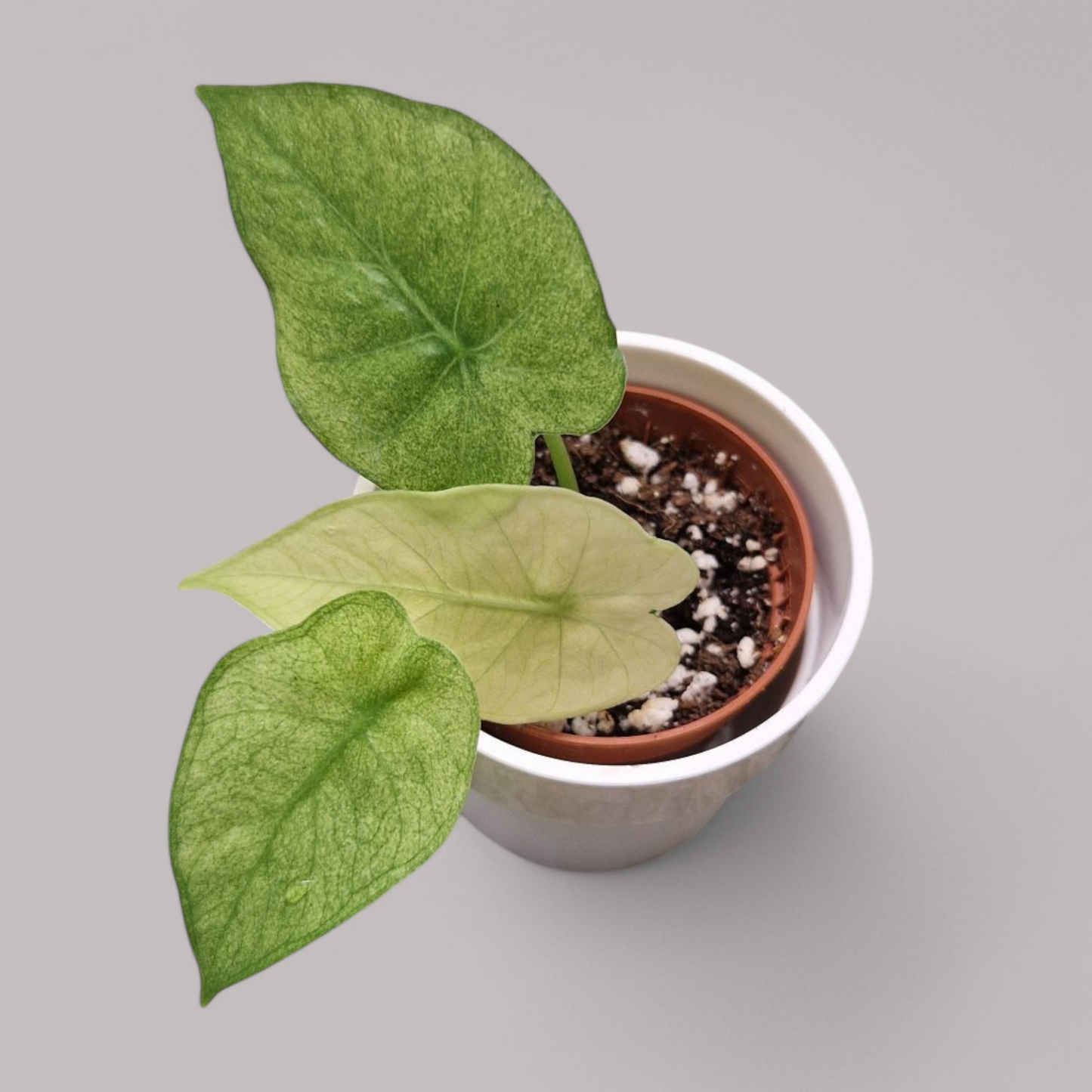 Alocasia Gageana Ghost