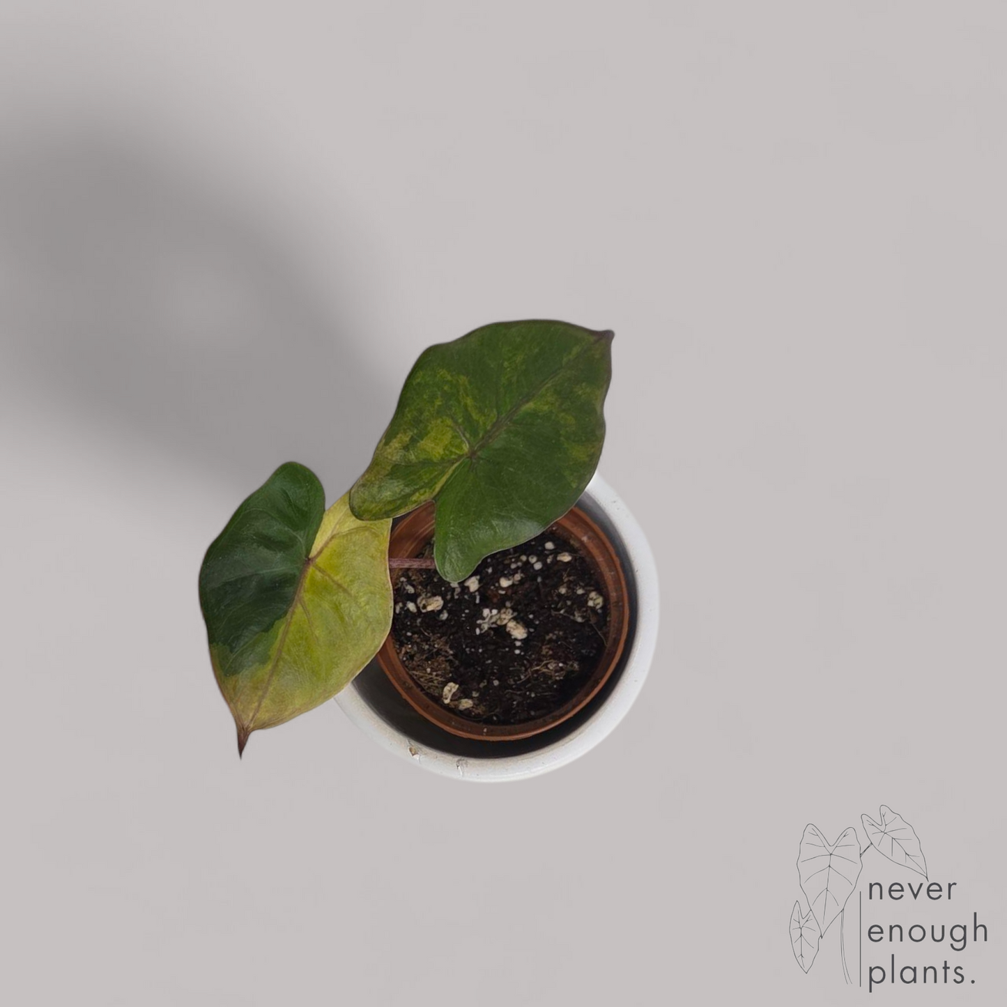 Alocasia Yucatan Princess Aurea Variegata