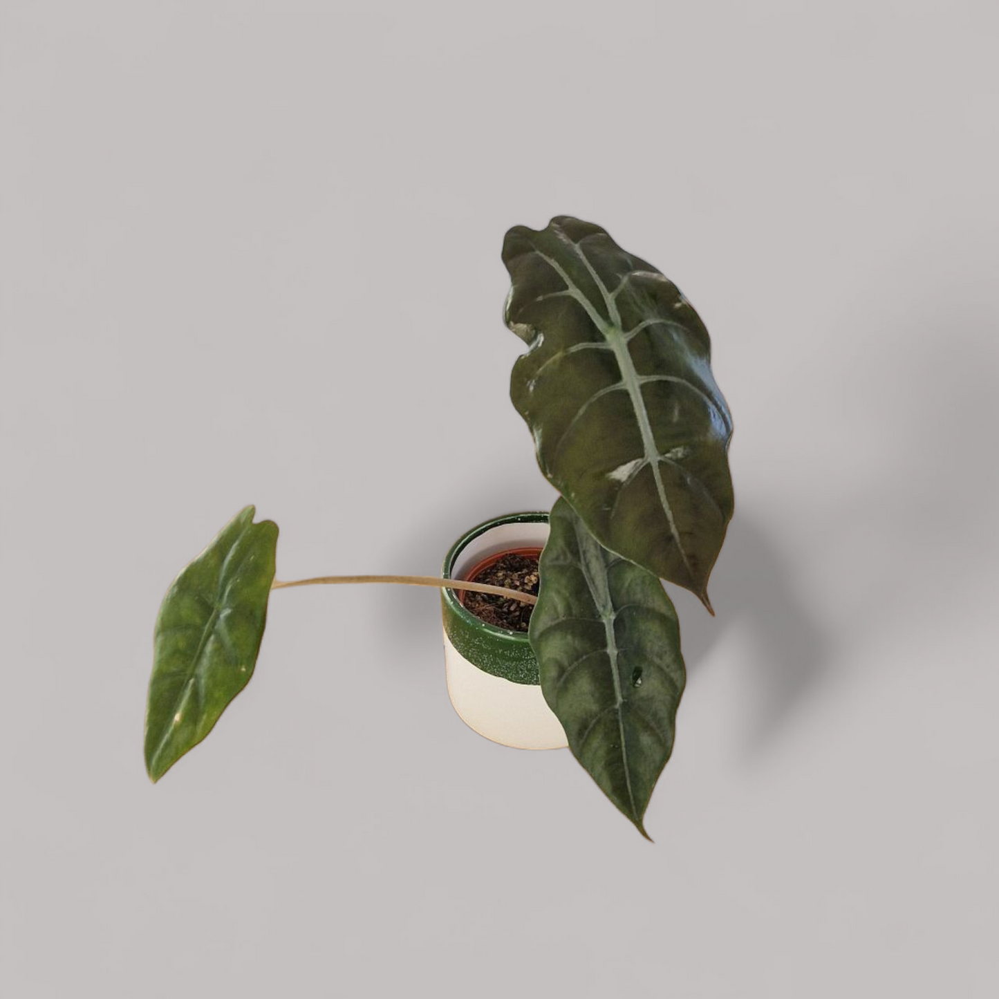 Alocasia Chantrieri
