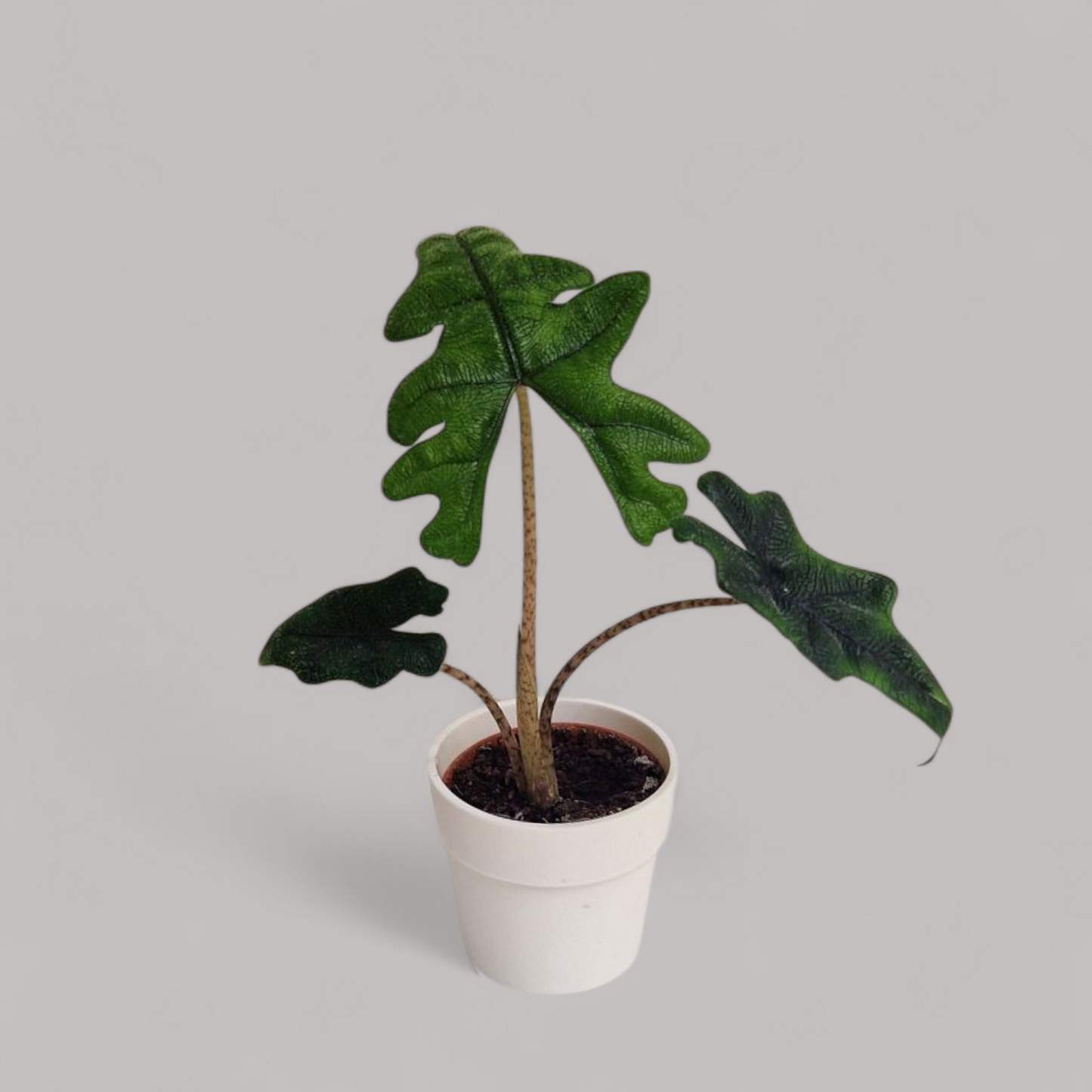 Alocasia 'Jacklyn'