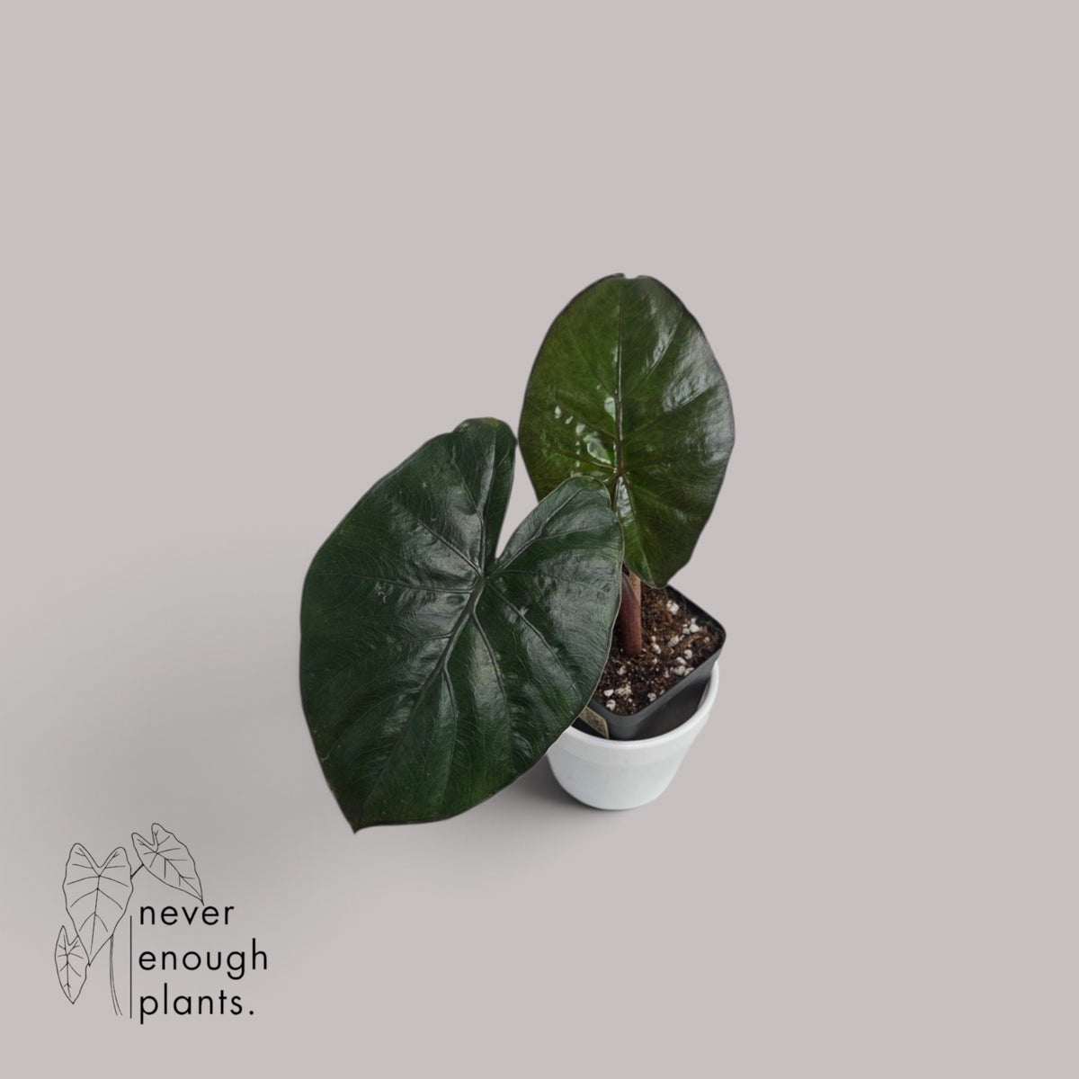 Alocasia 'Yucatan Princess'
