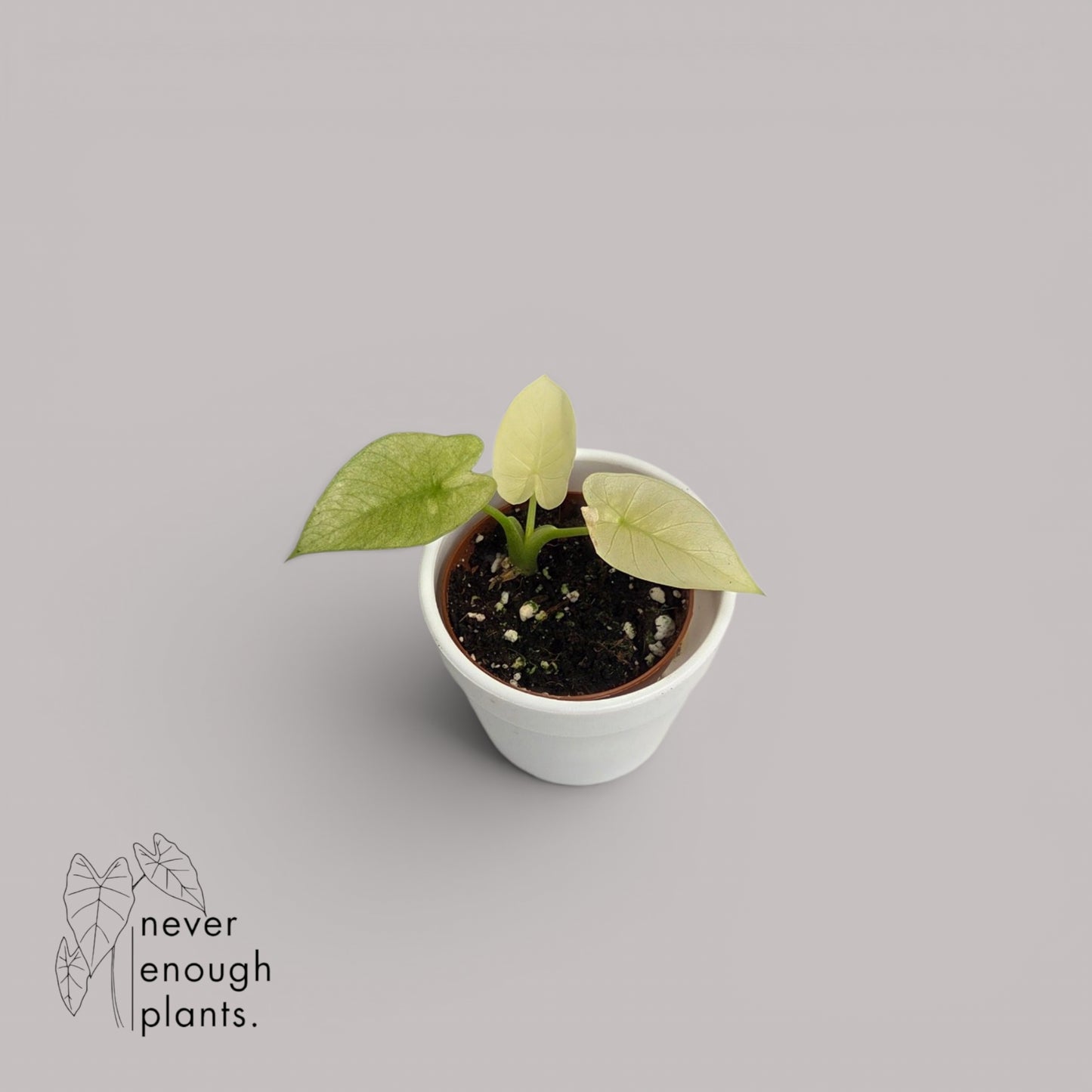 Alocasia Gageana Ghost