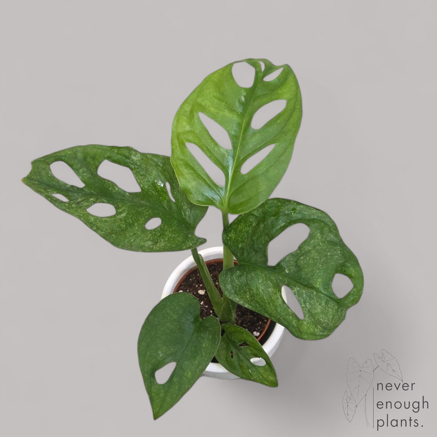 Monstera adansonii 'Mint'
