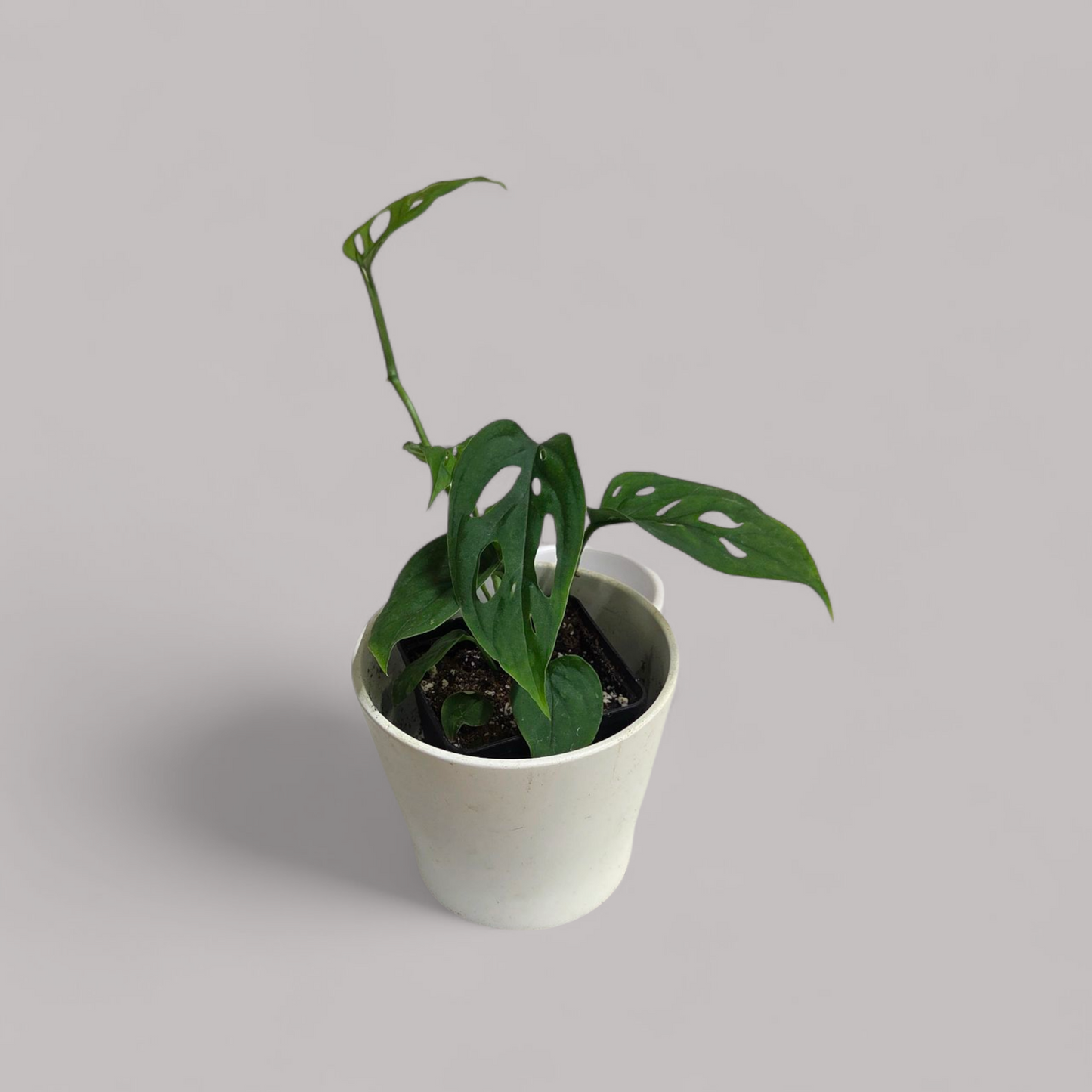 Monstera Esqueleto