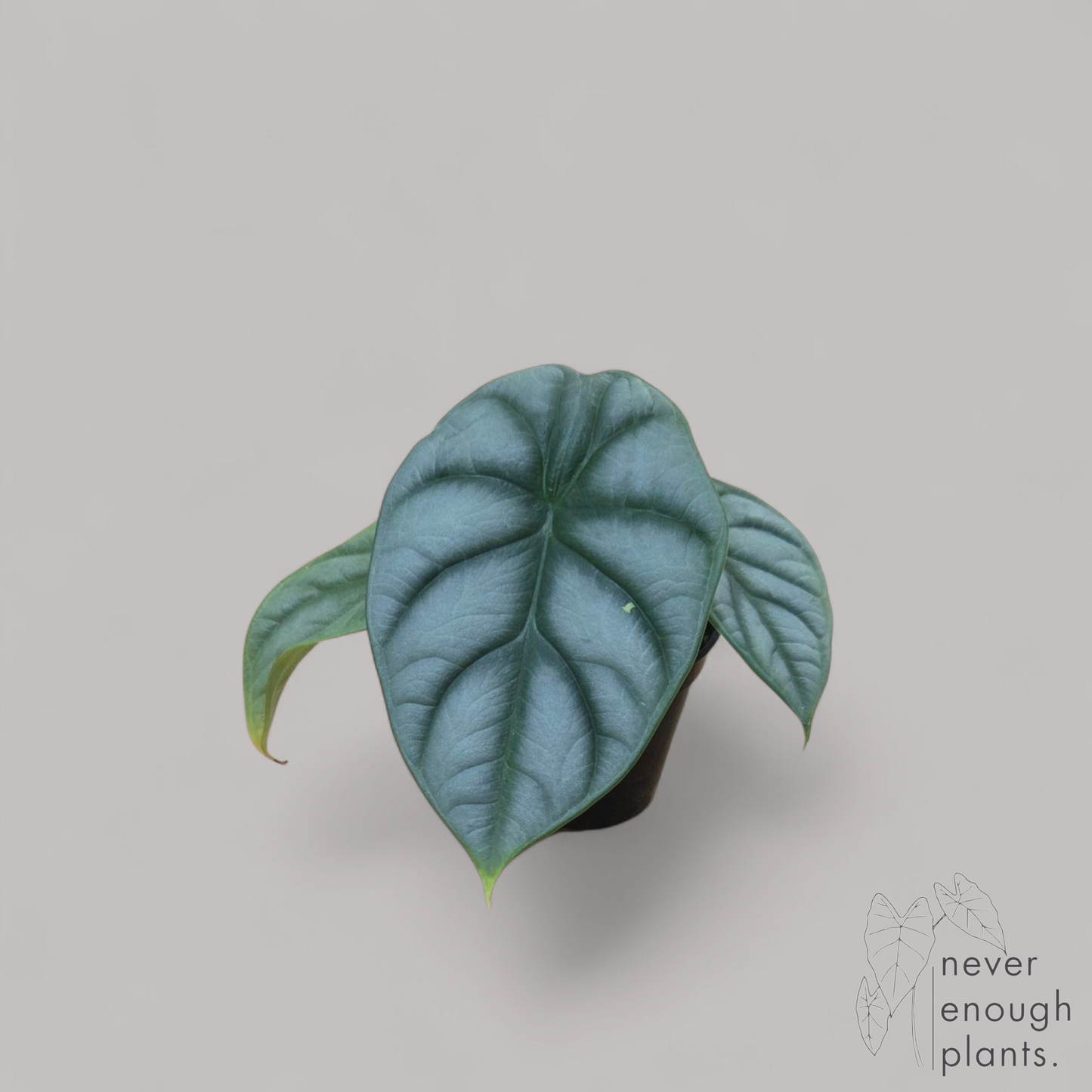 Alocasia 'Silver Dragon'