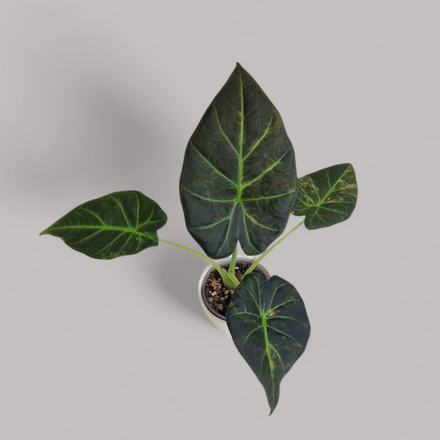 Alocasia 'Regal Shield' Aurea Variegata
