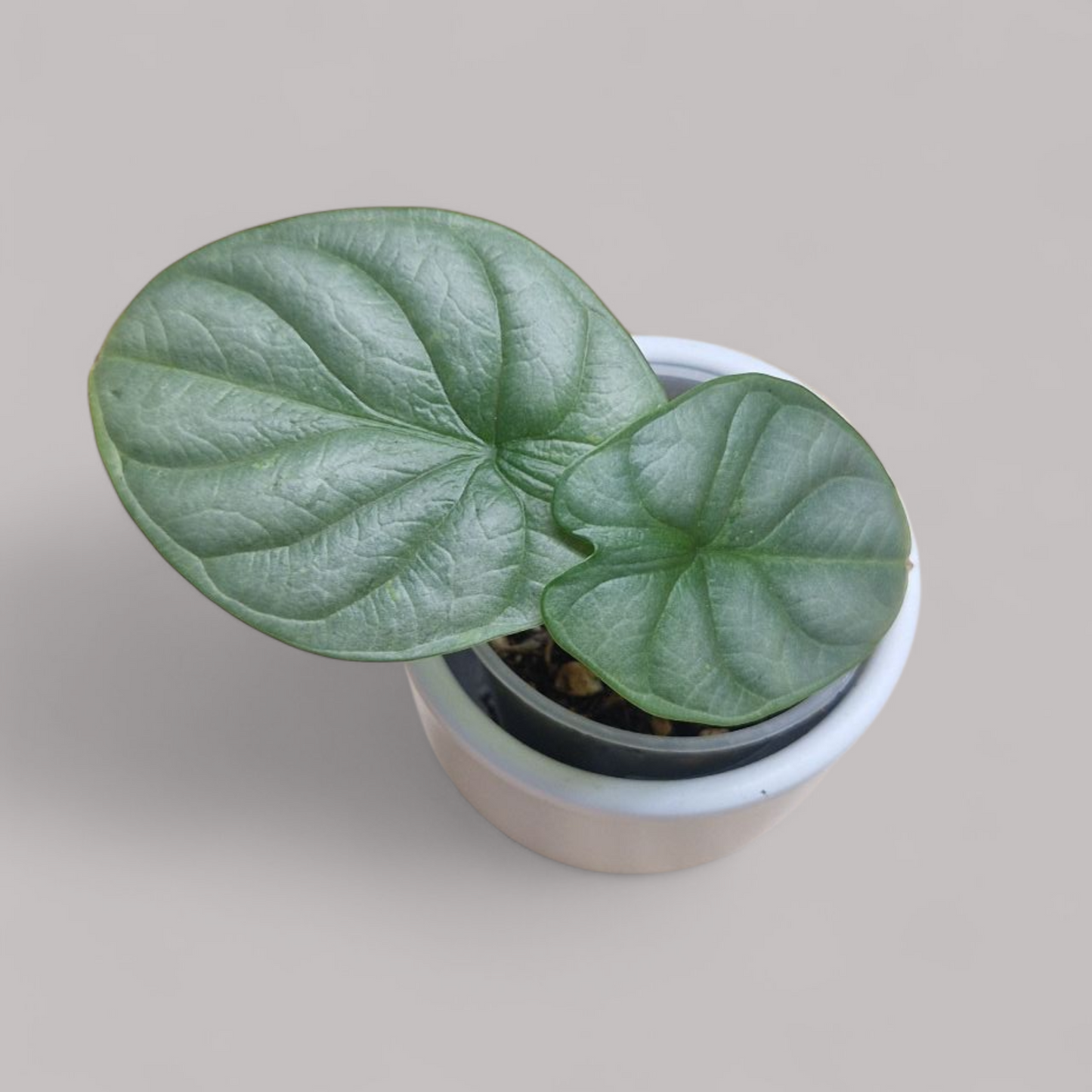 Alocasia 'Silver Dragon'