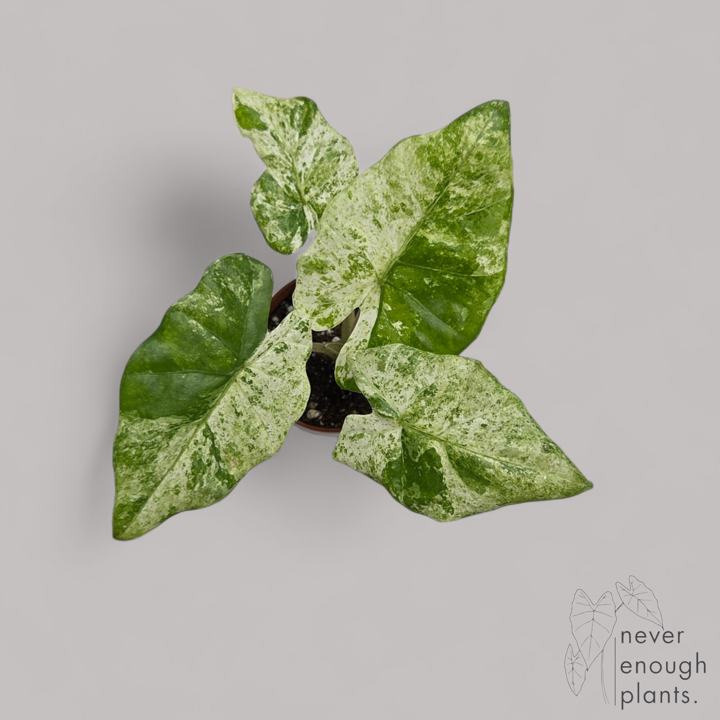 Alocasia Macrorrhiza 'Splash'