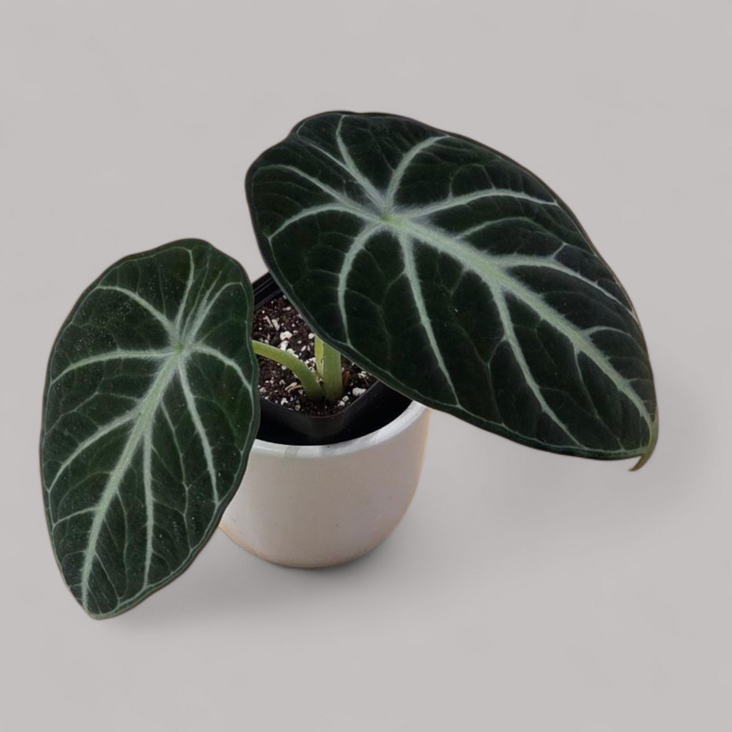 Alocasia 'Ninja'